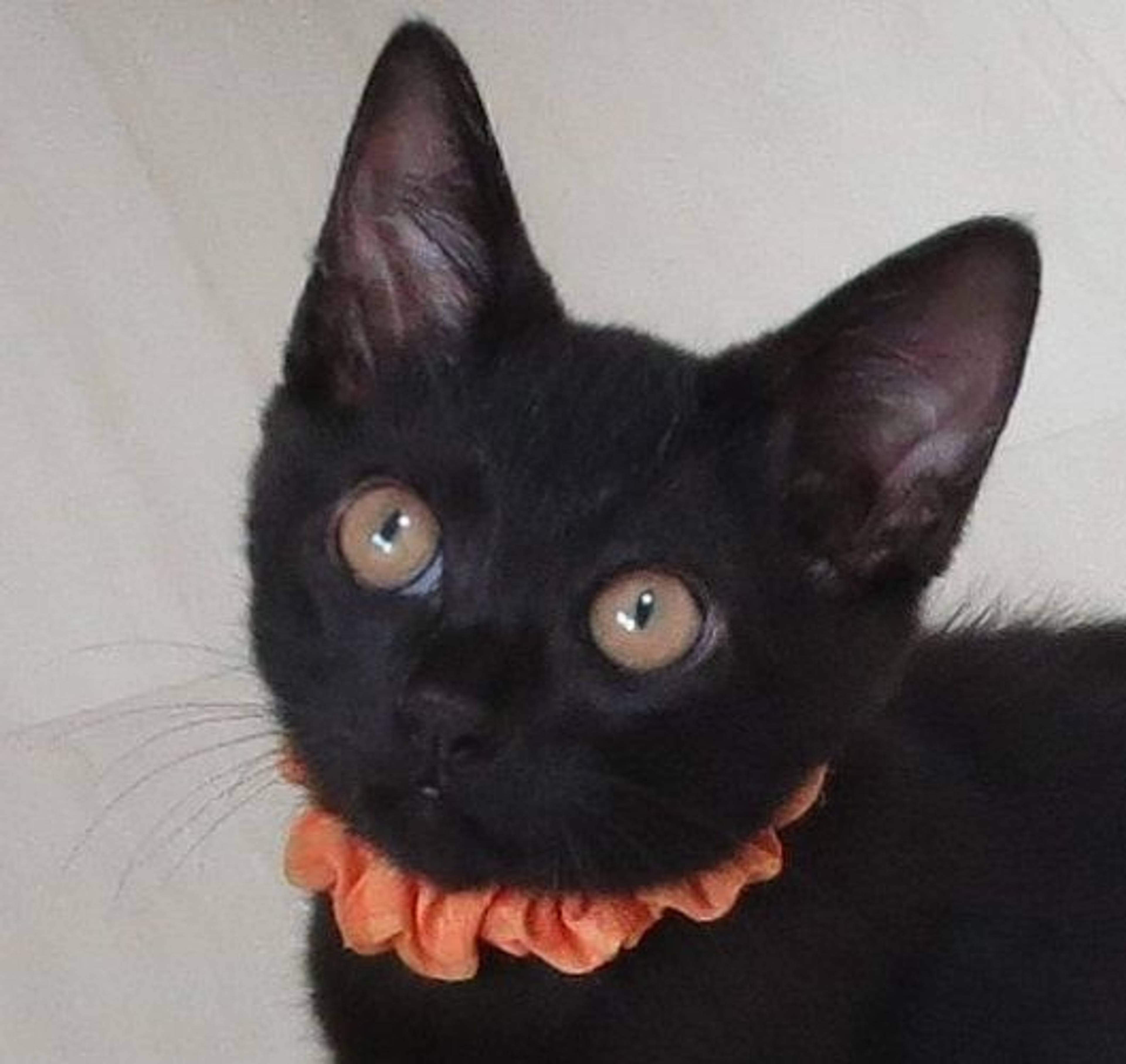 雑種（ミックス猫）・オスの里親募集の写真