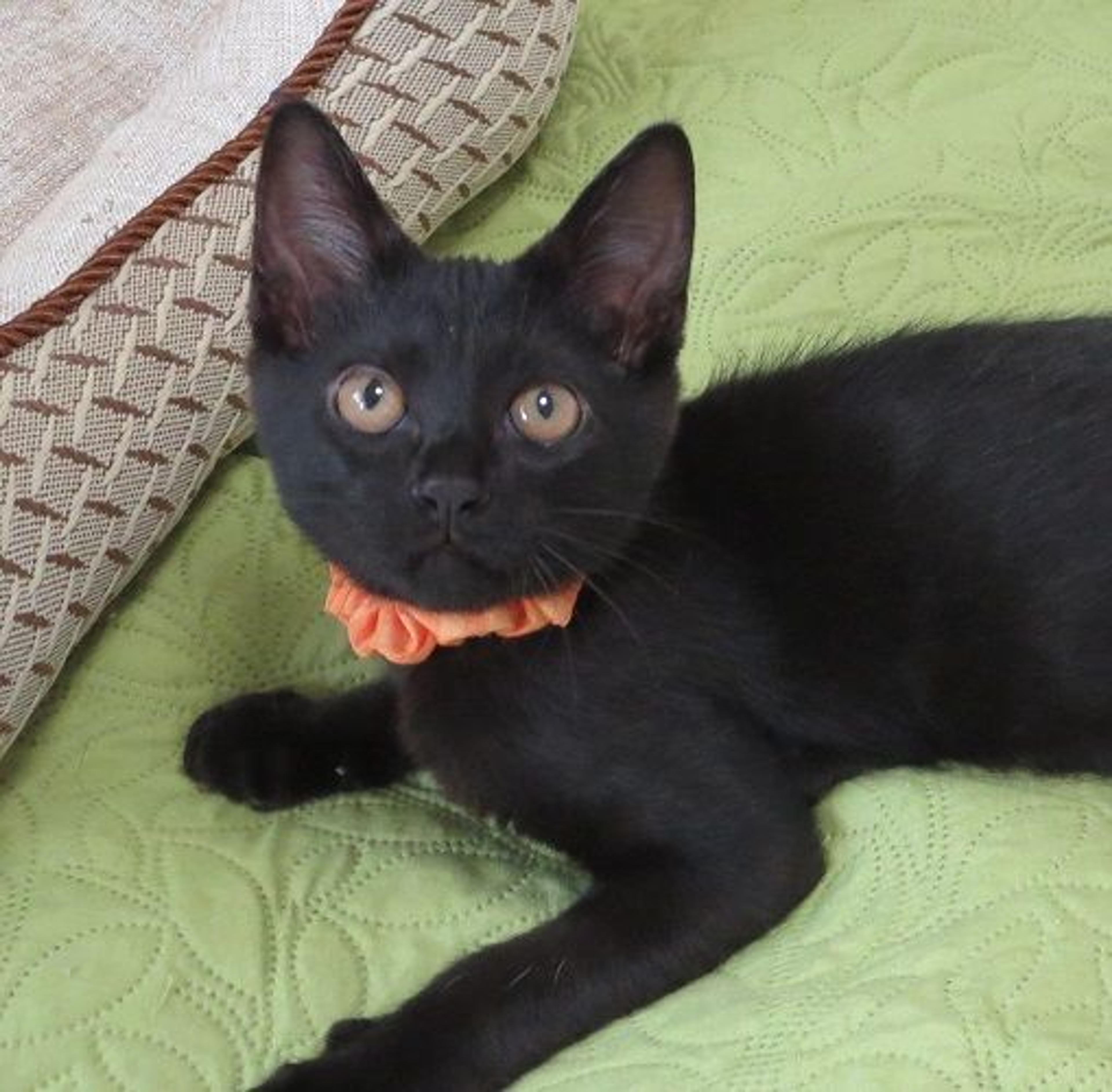 pet-image-2