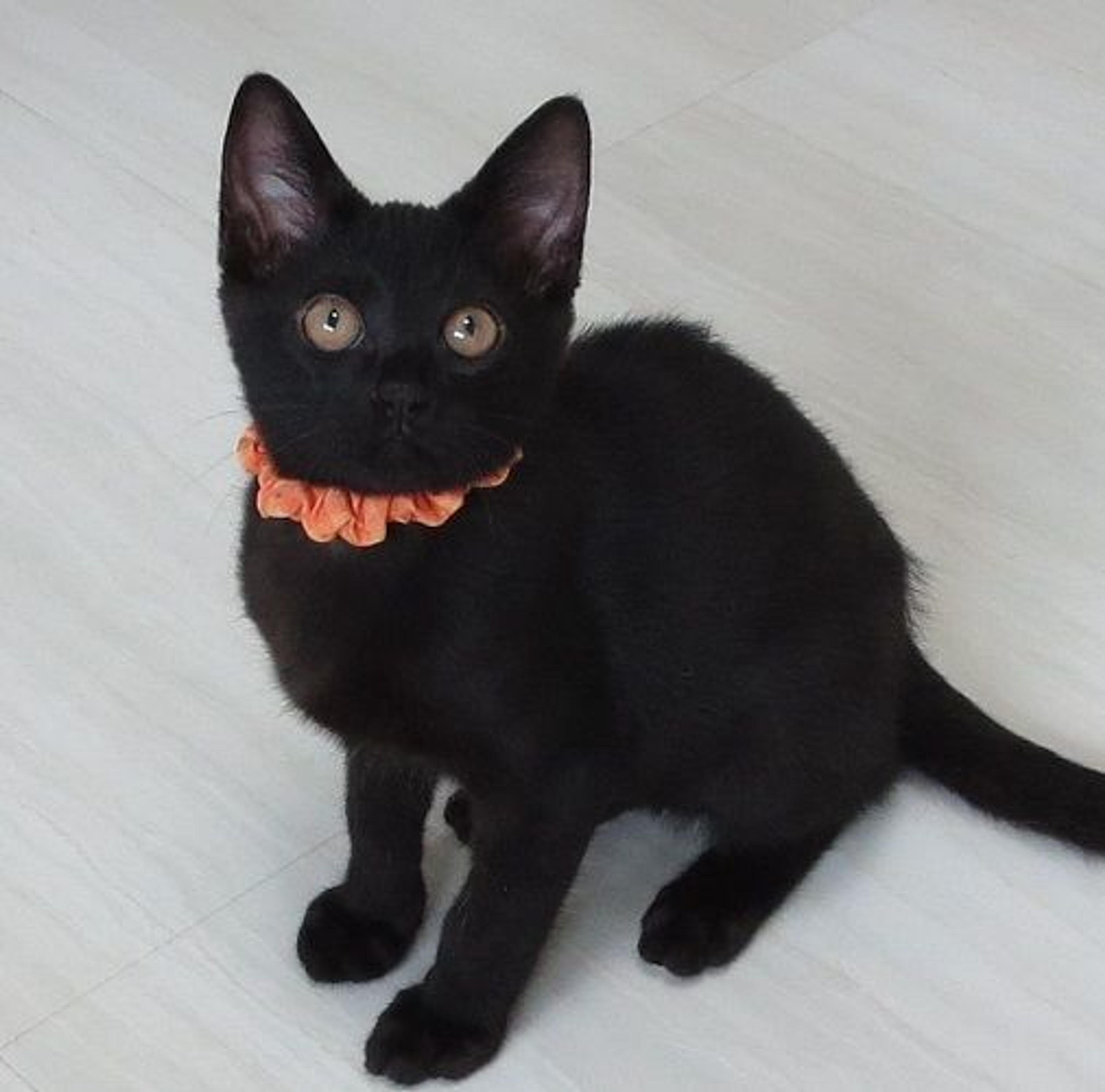 pet-image-3