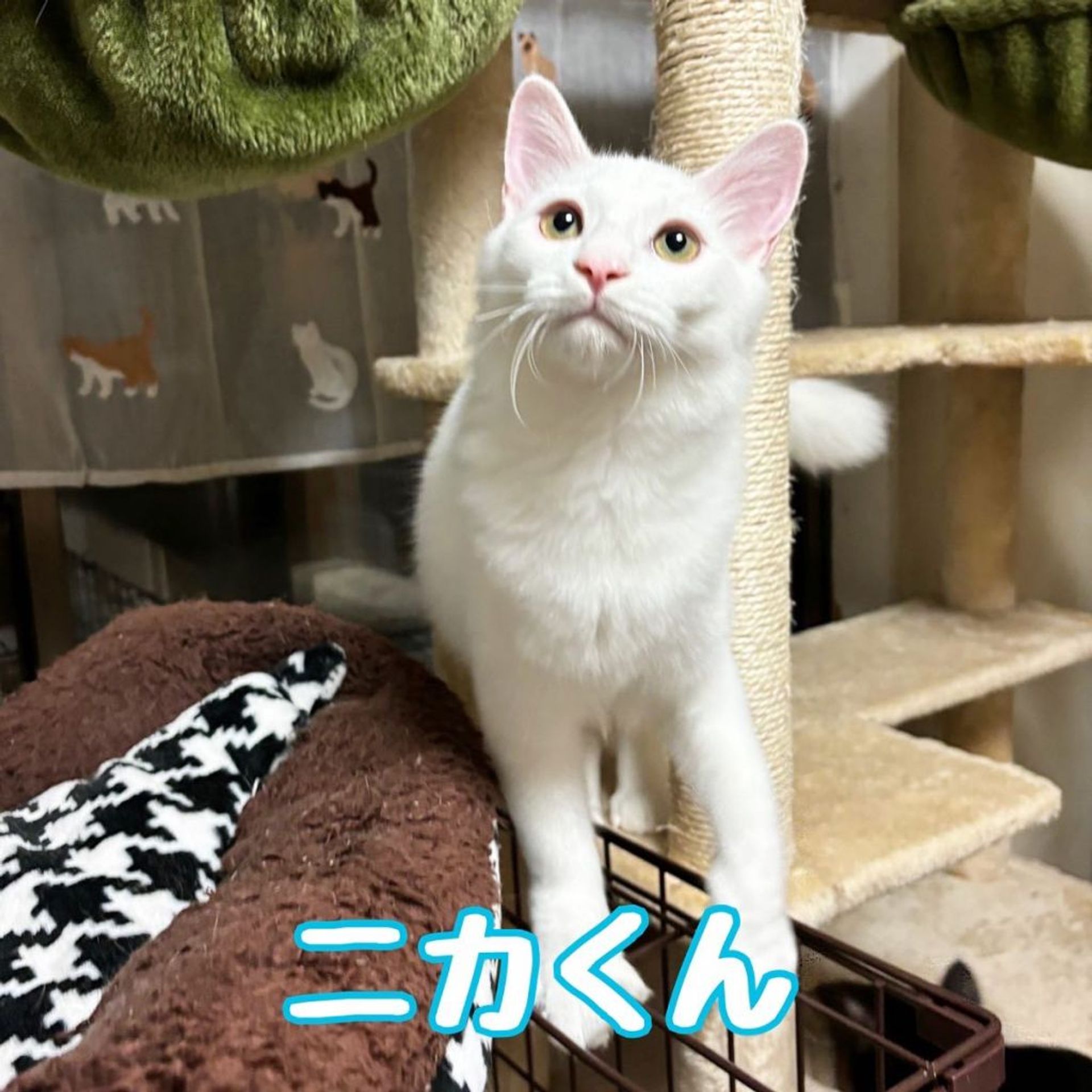 雑種（ミックス猫）・オスの里親募集の写真