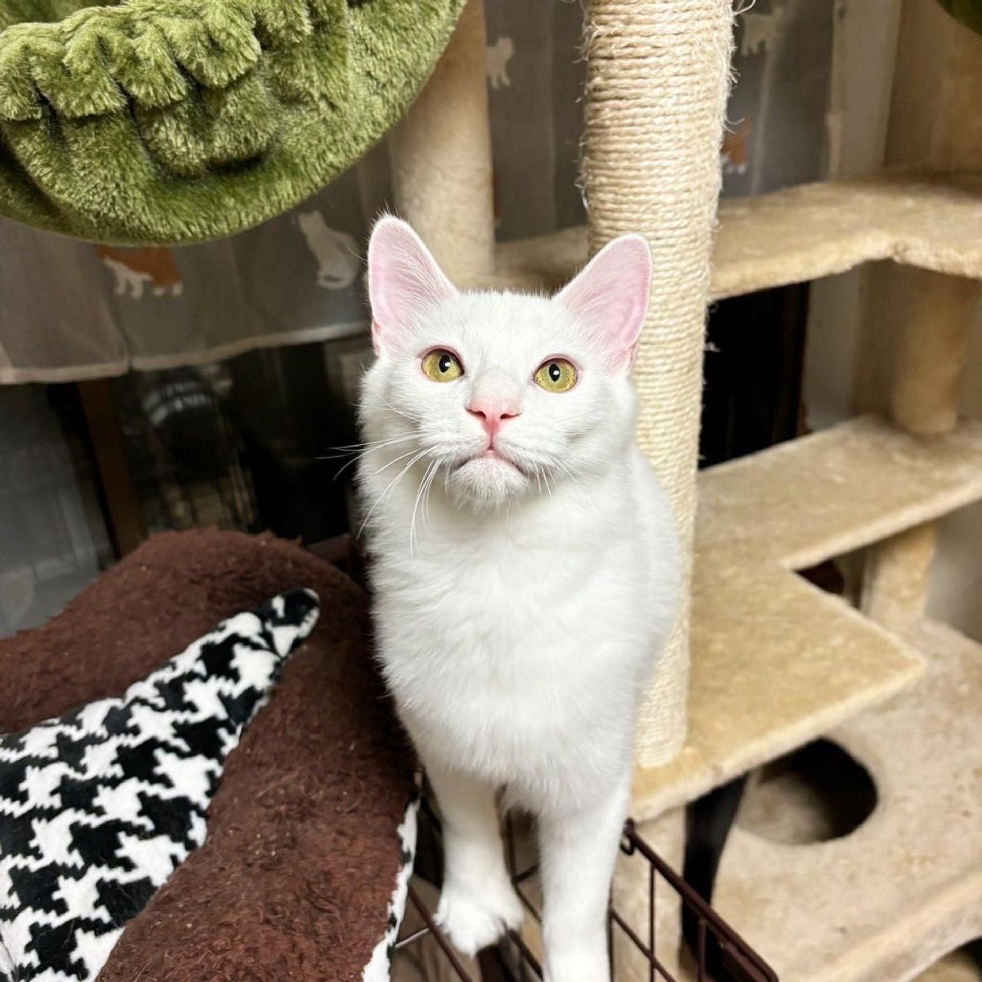 pet-image-3
