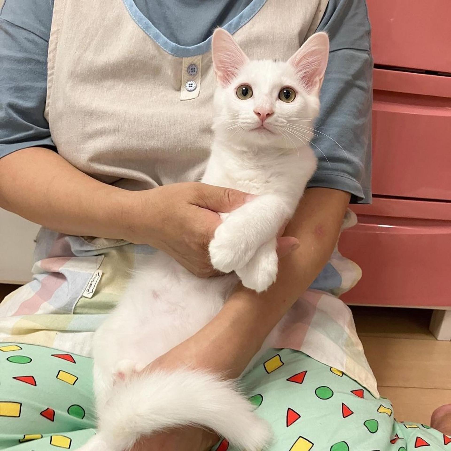 pet-image-6