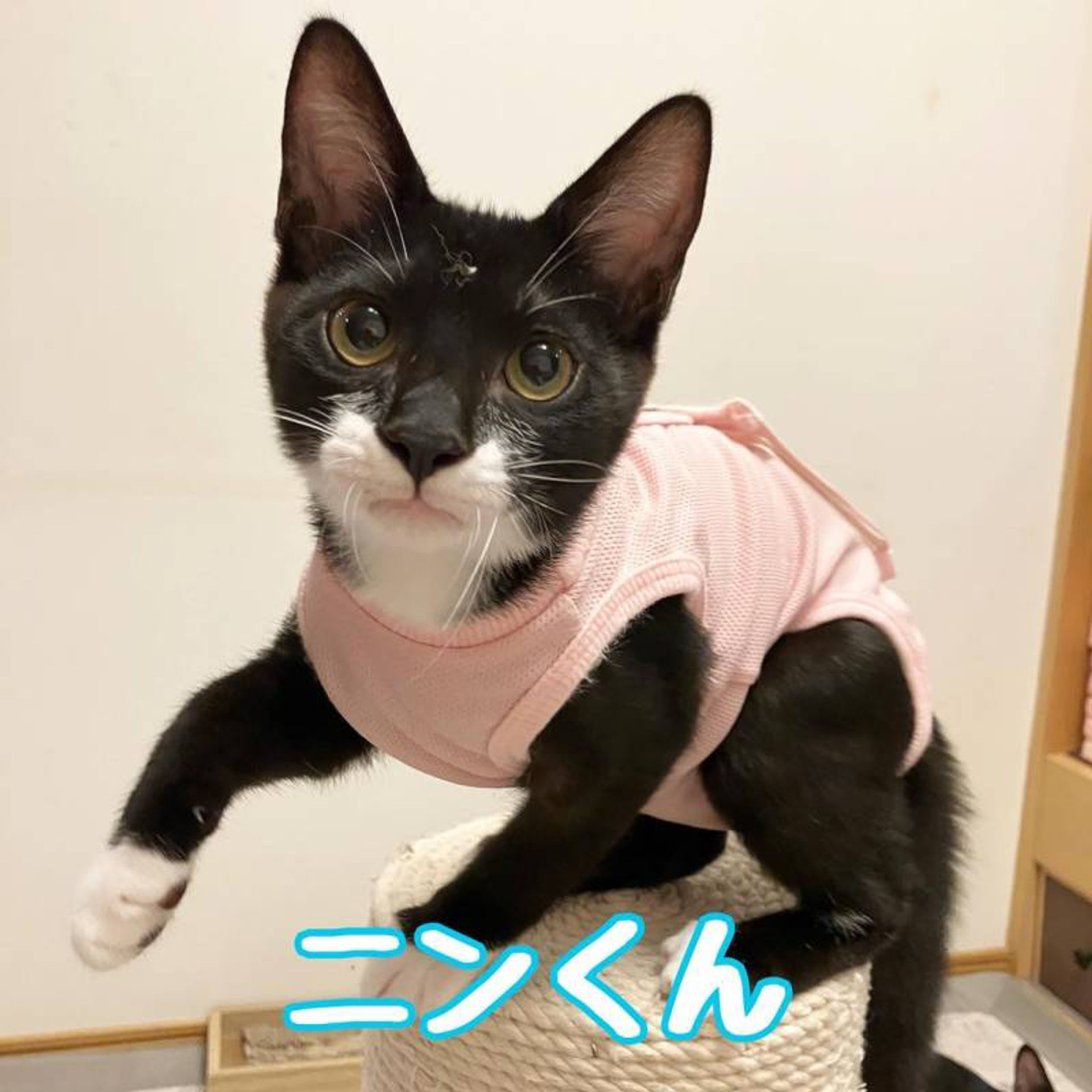 雑種（ミックス猫）・オスの里親募集の写真