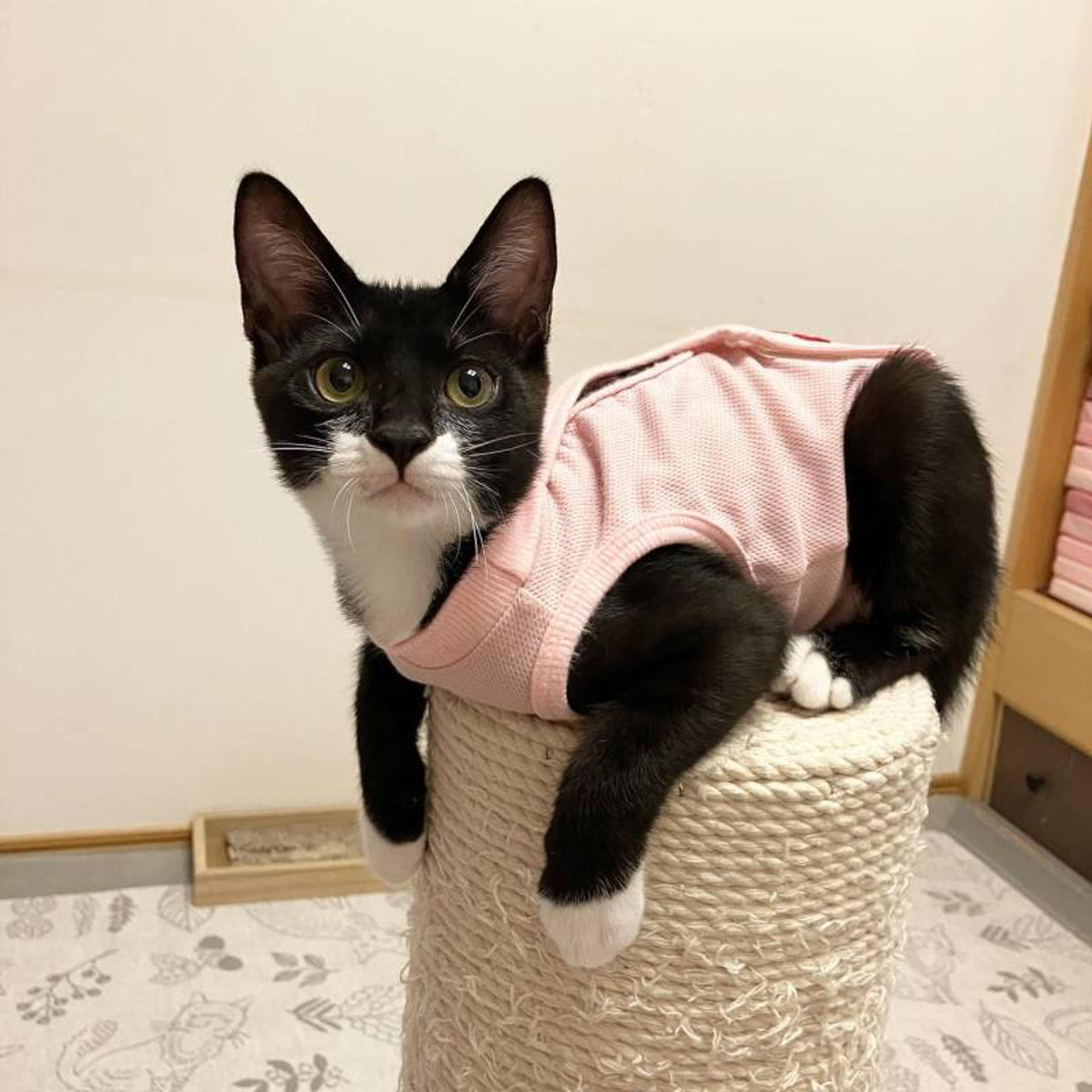 pet-image-3