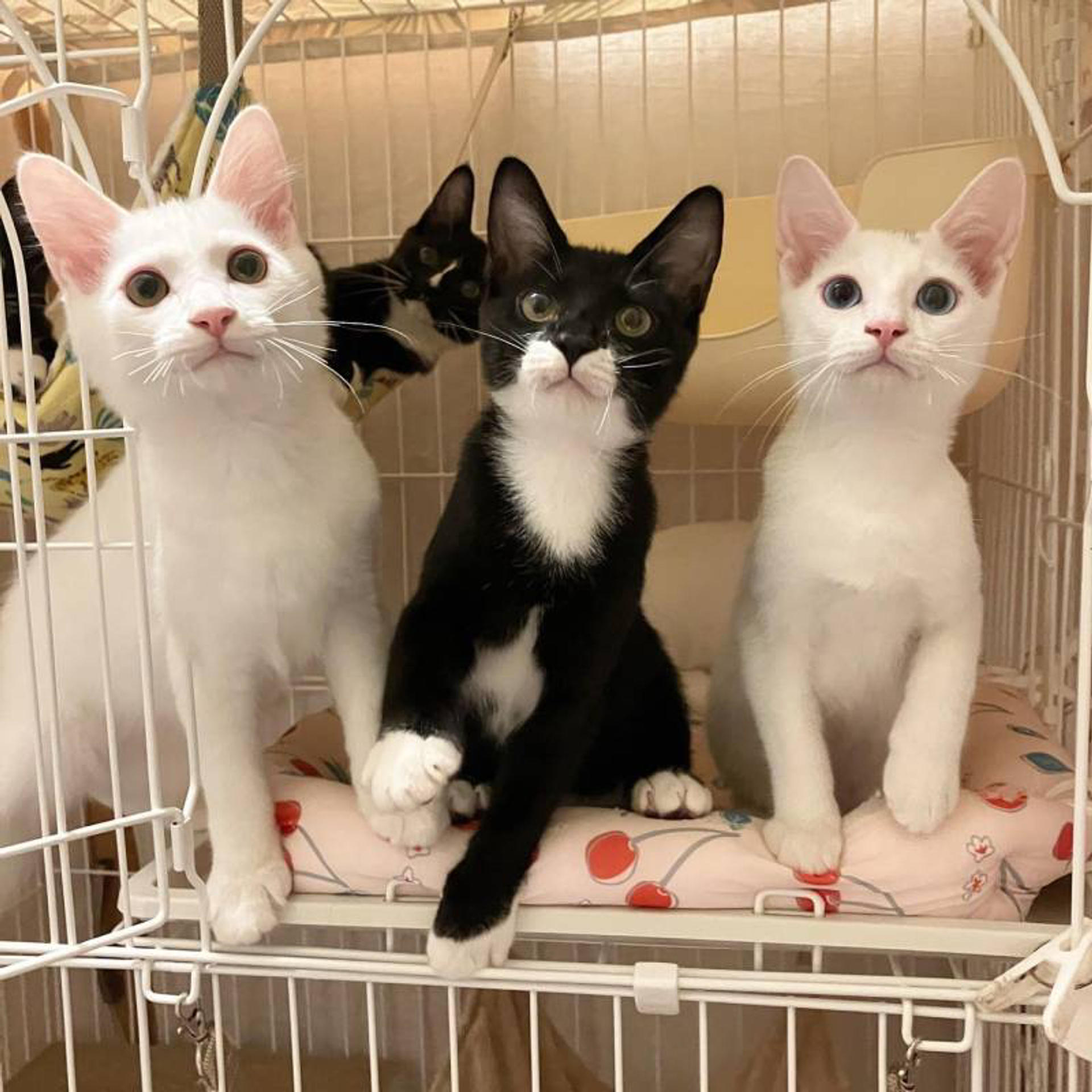 pet-image-8
