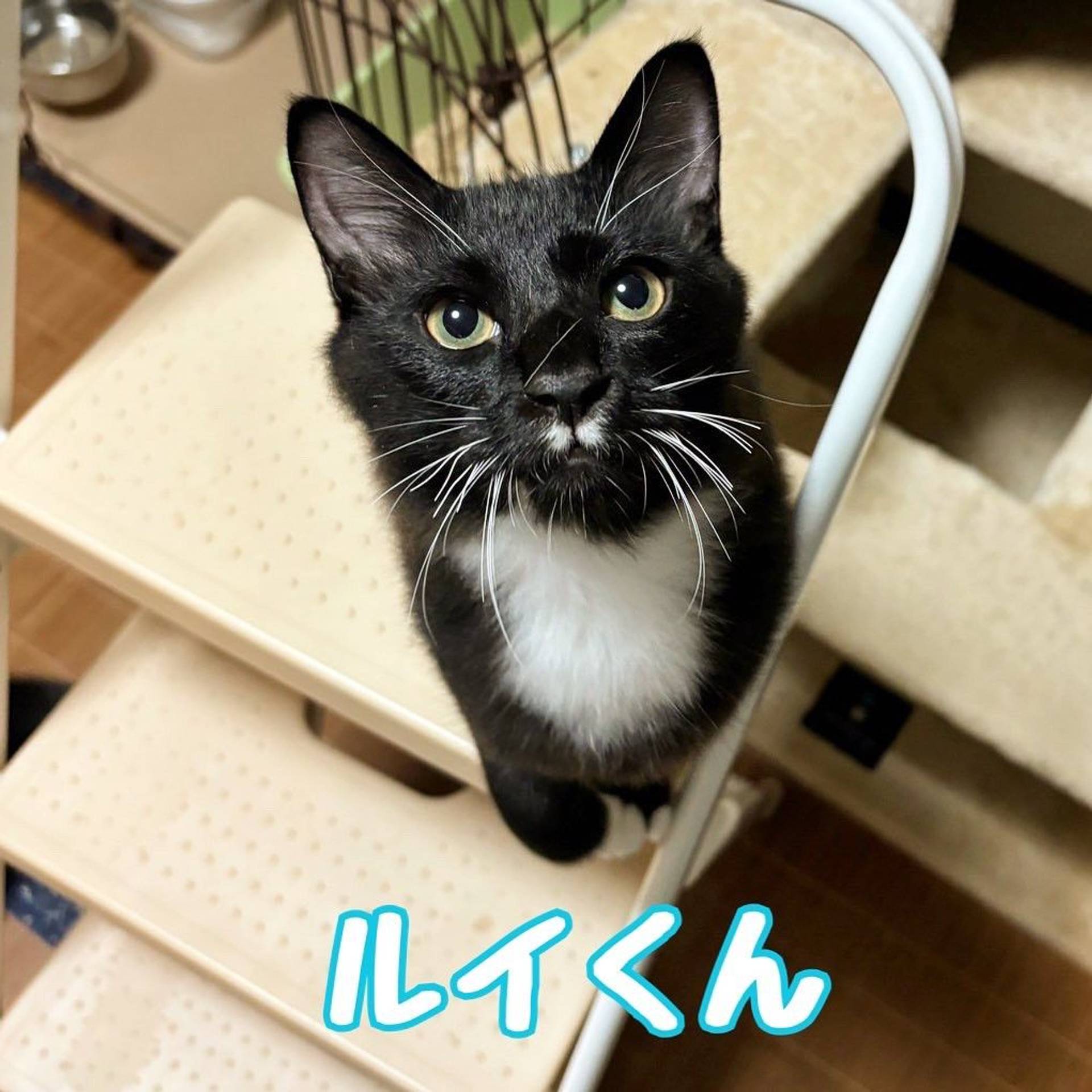 雑種（ミックス猫）・オスの里親募集の写真