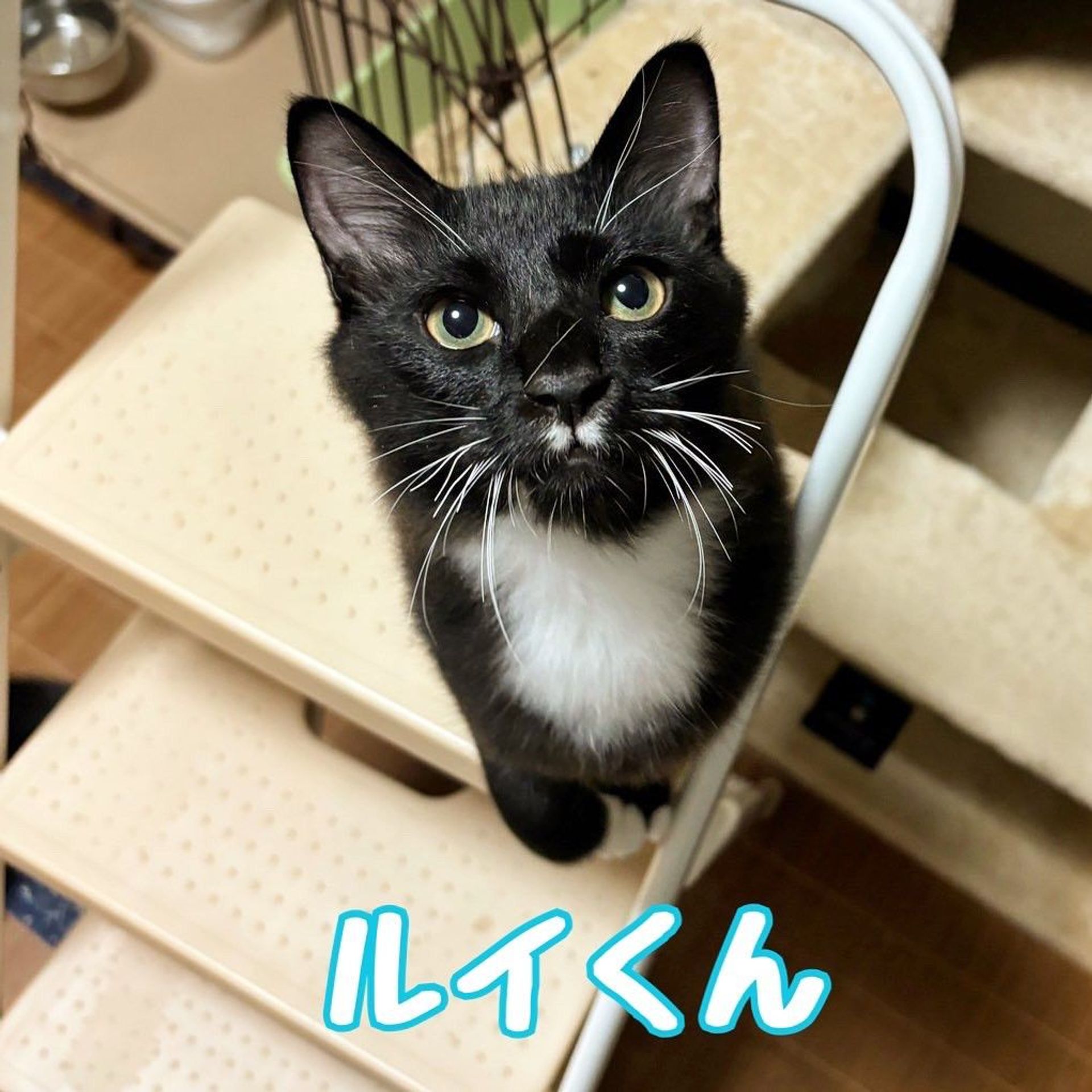 雑種（ミックス猫）・オスの里親募集の写真