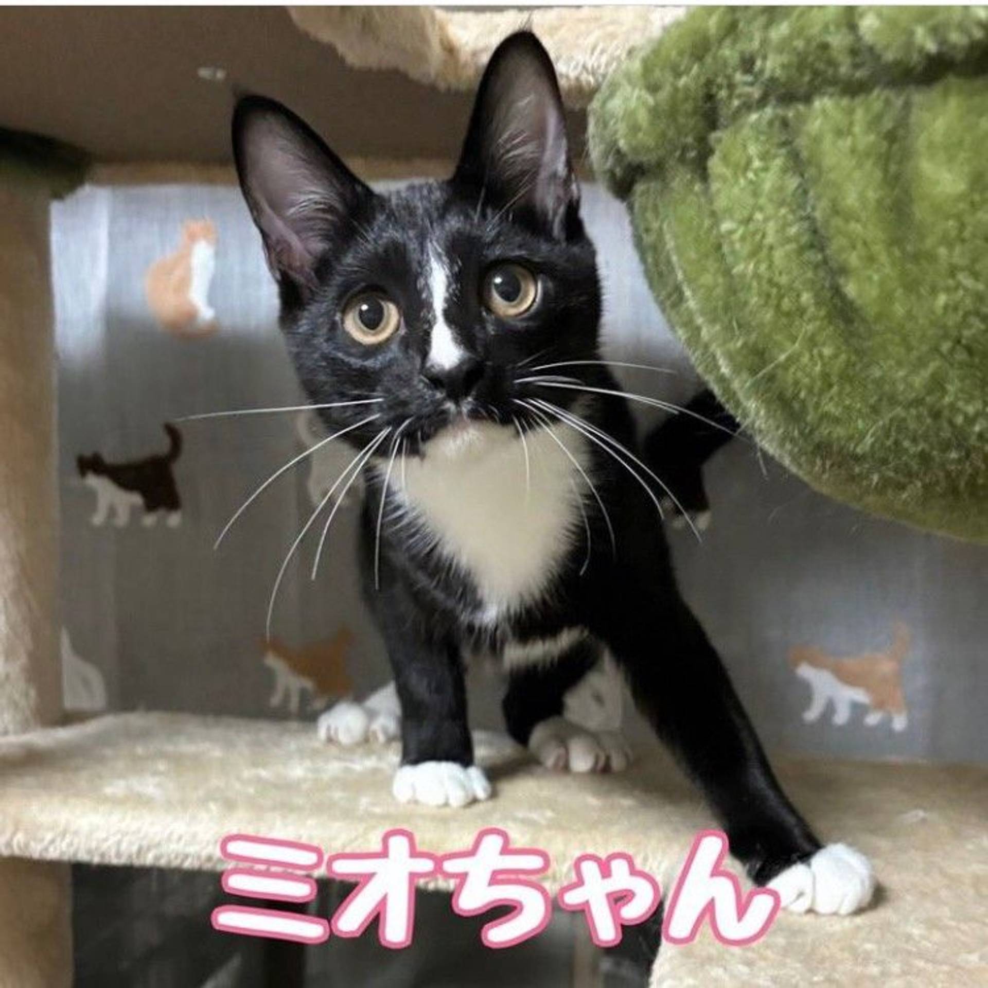 雑種（ミックス猫）・メスの里親募集の写真