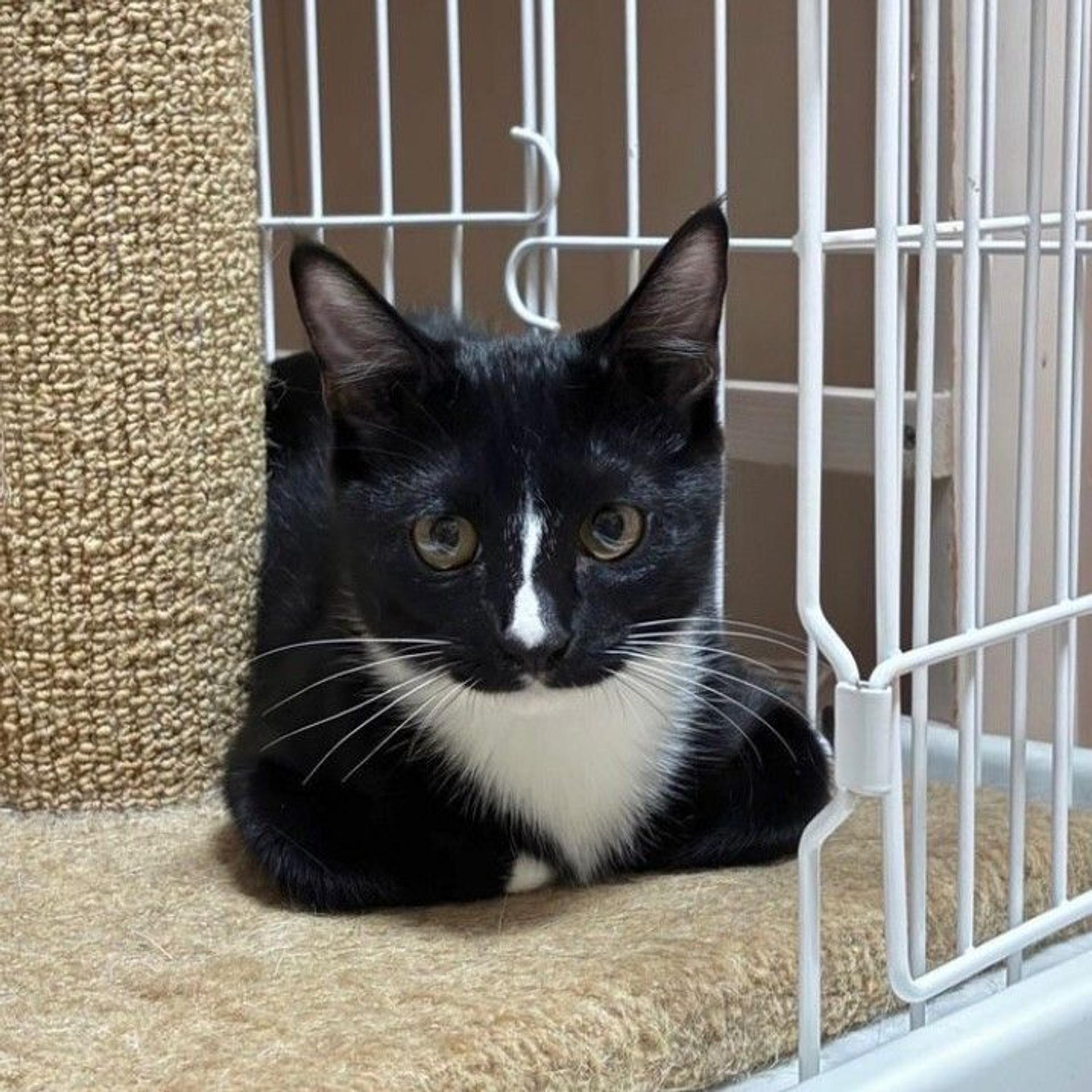 pet-image-5