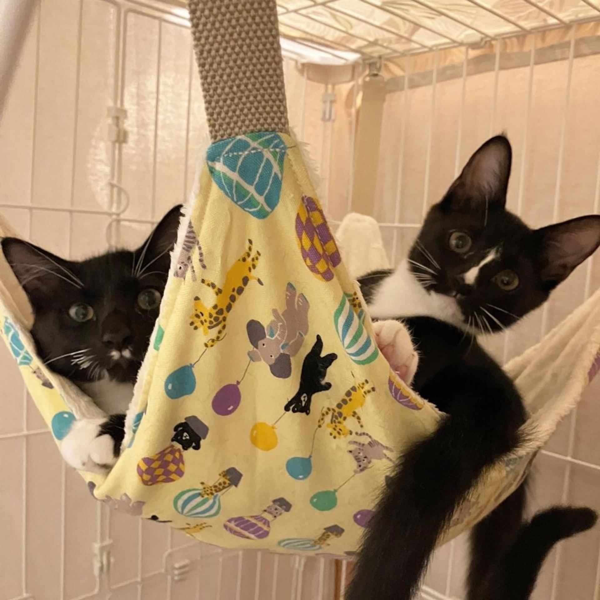 pet-image-9