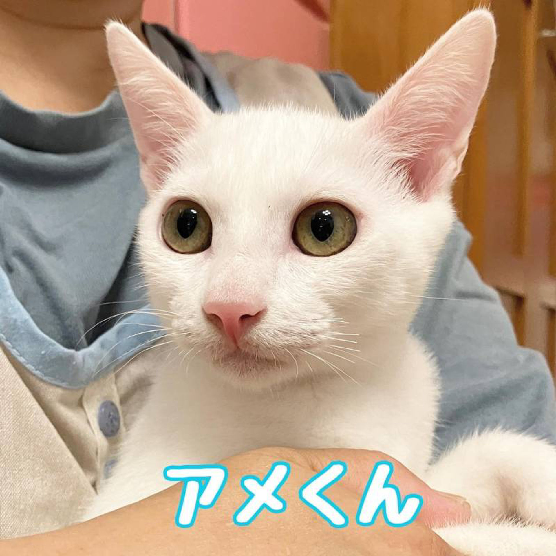 雑種（ミックス猫）・オスの里親募集の写真