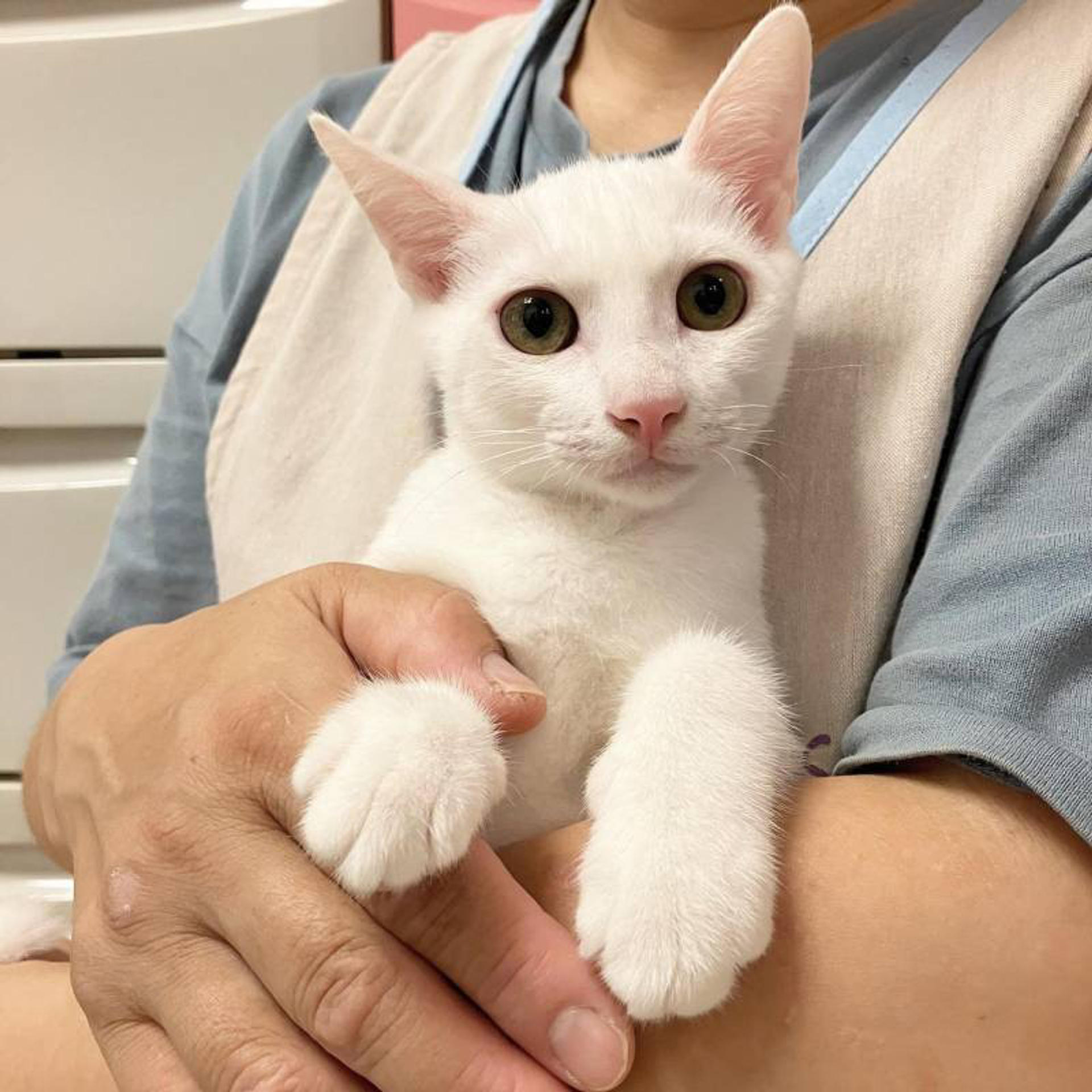 pet-image-3