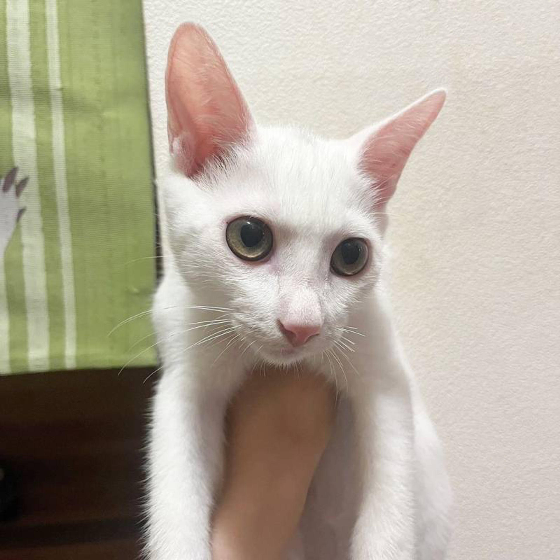 pet-image-5