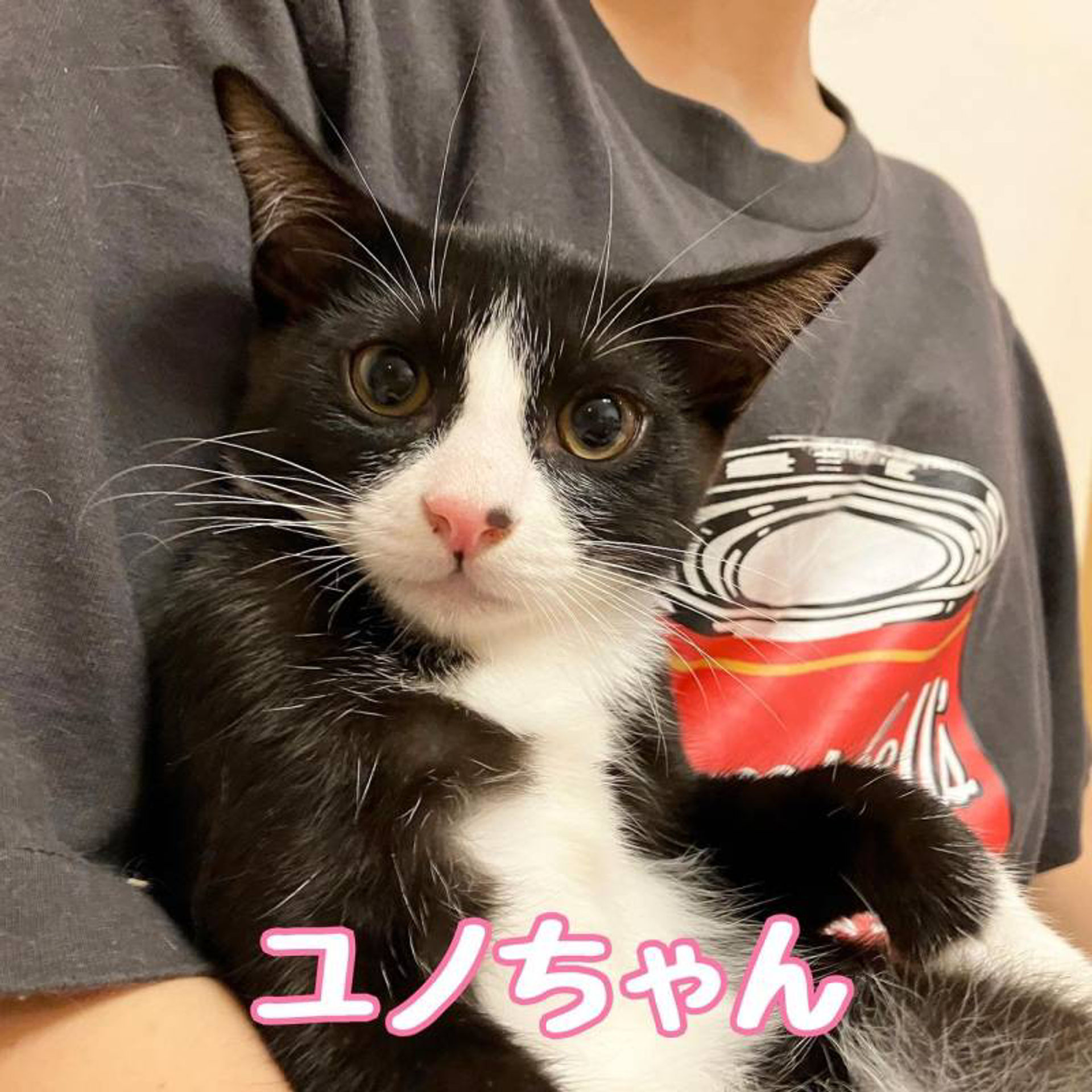 雑種（ミックス猫）・メスの里親募集の写真