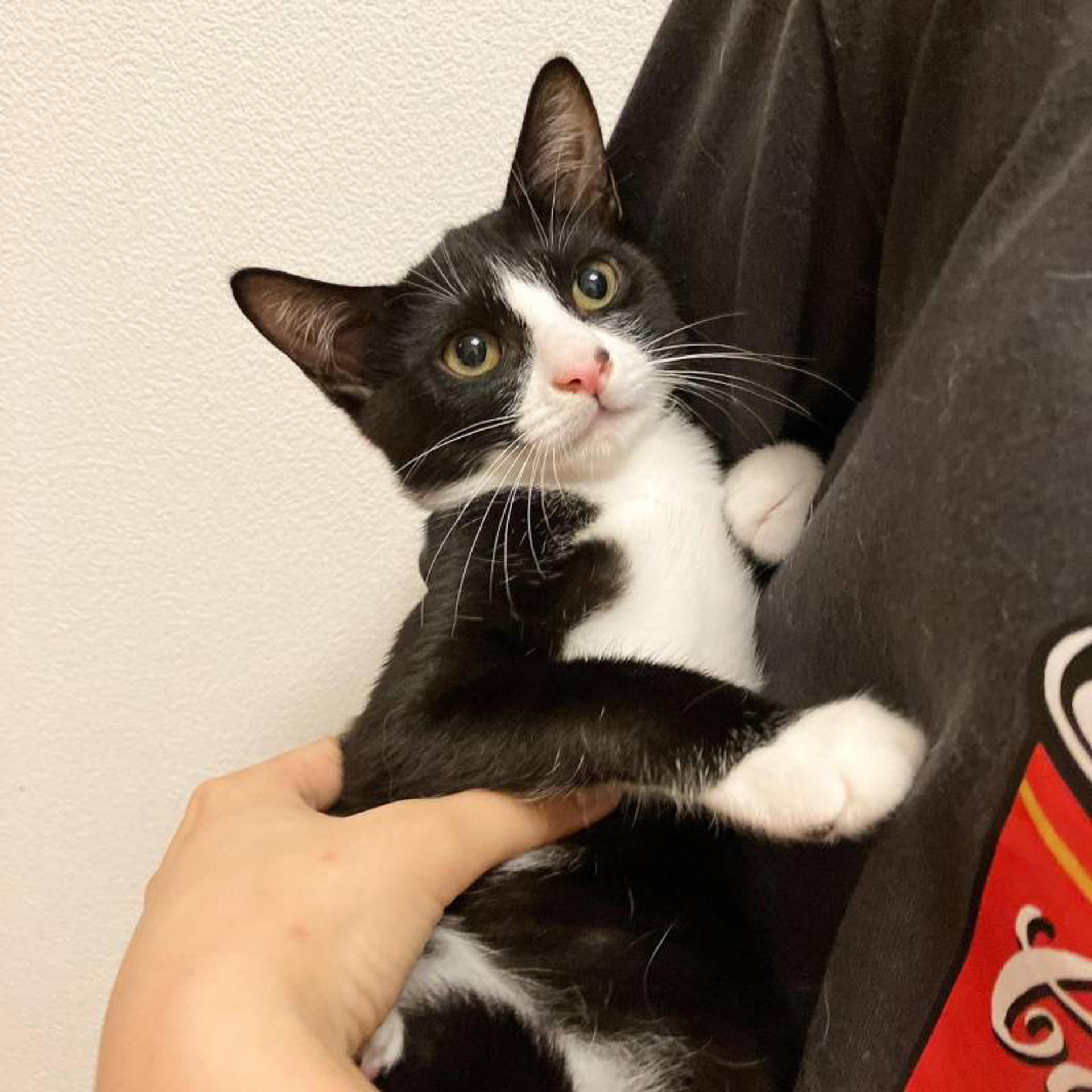 pet-image-2
