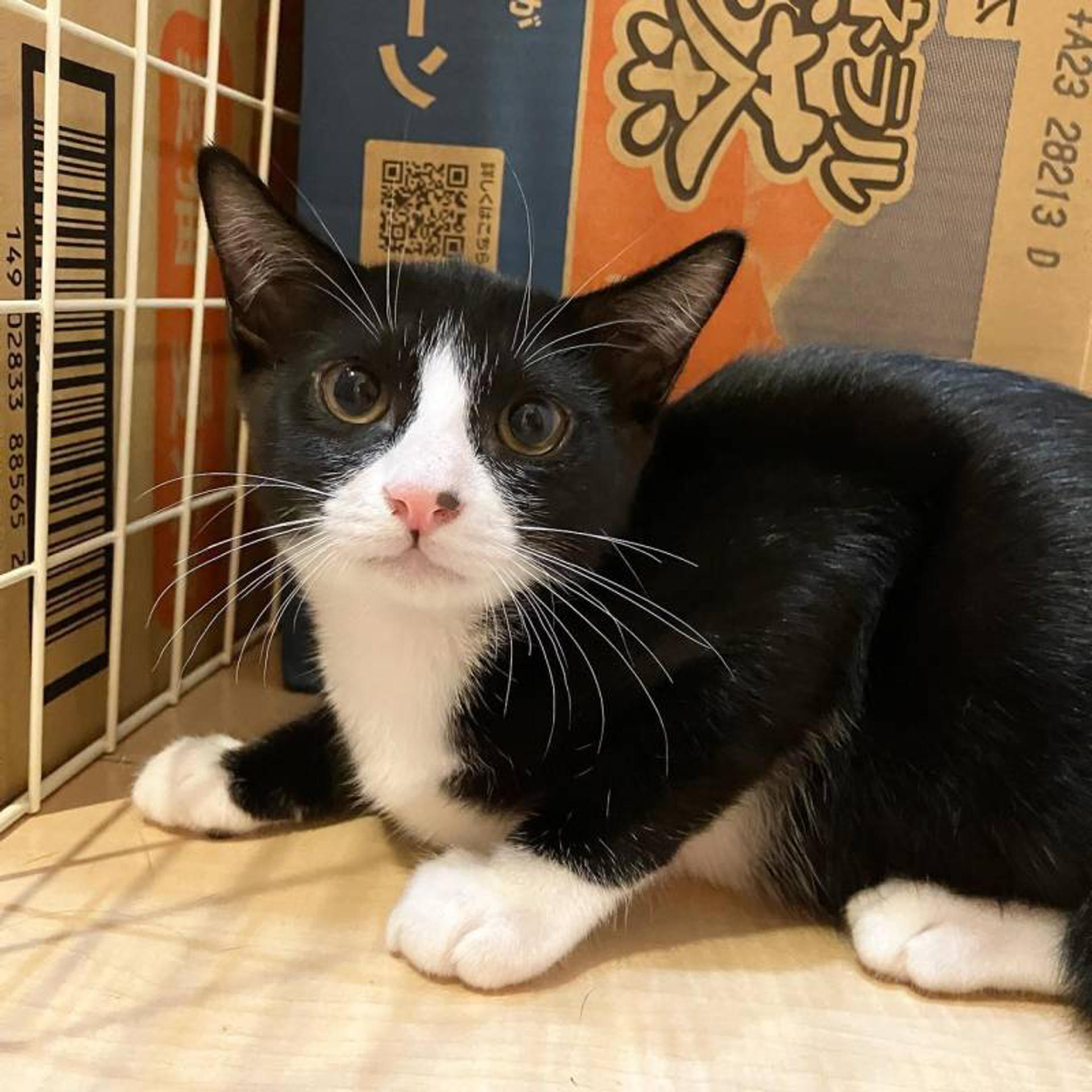 pet-image-5