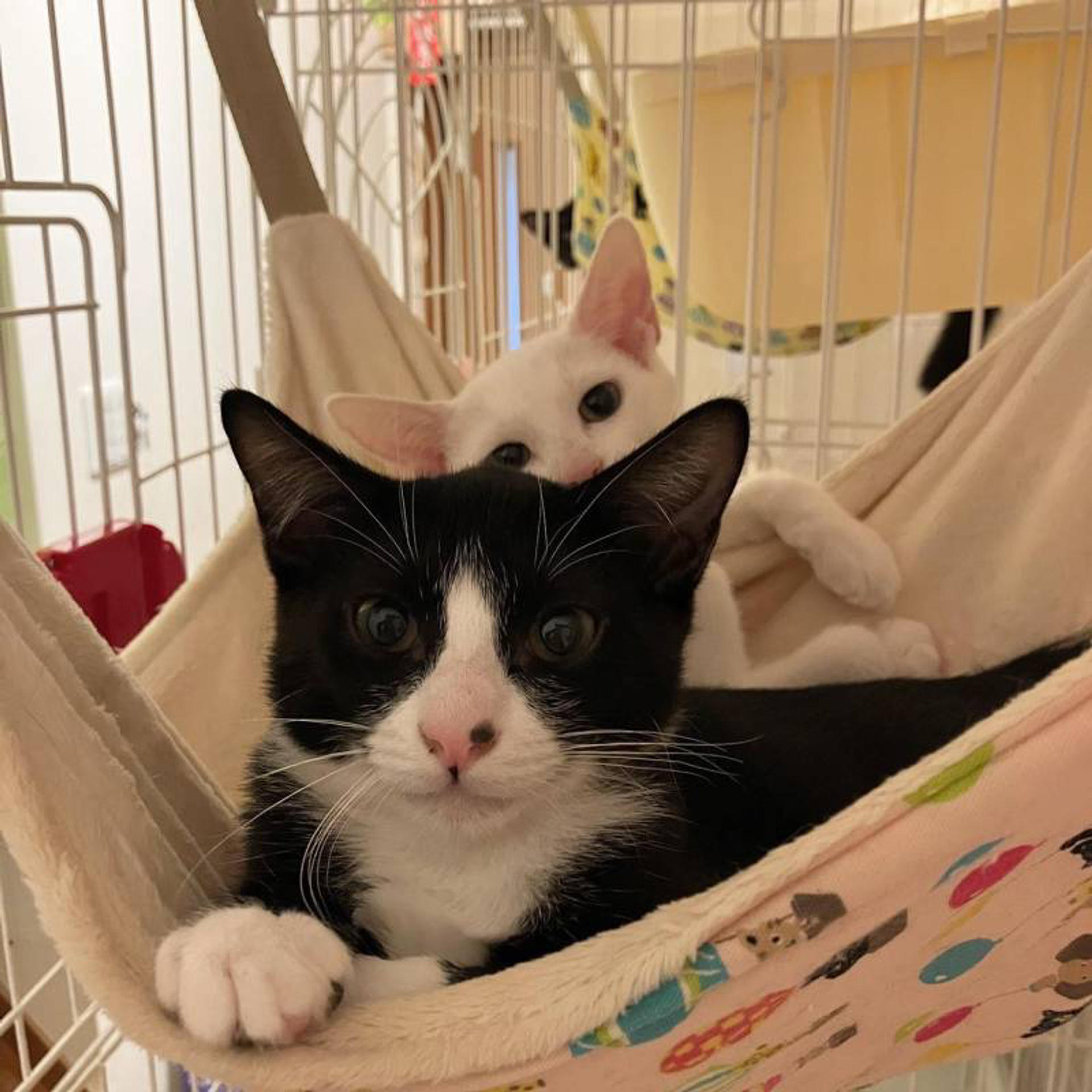 pet-image-7