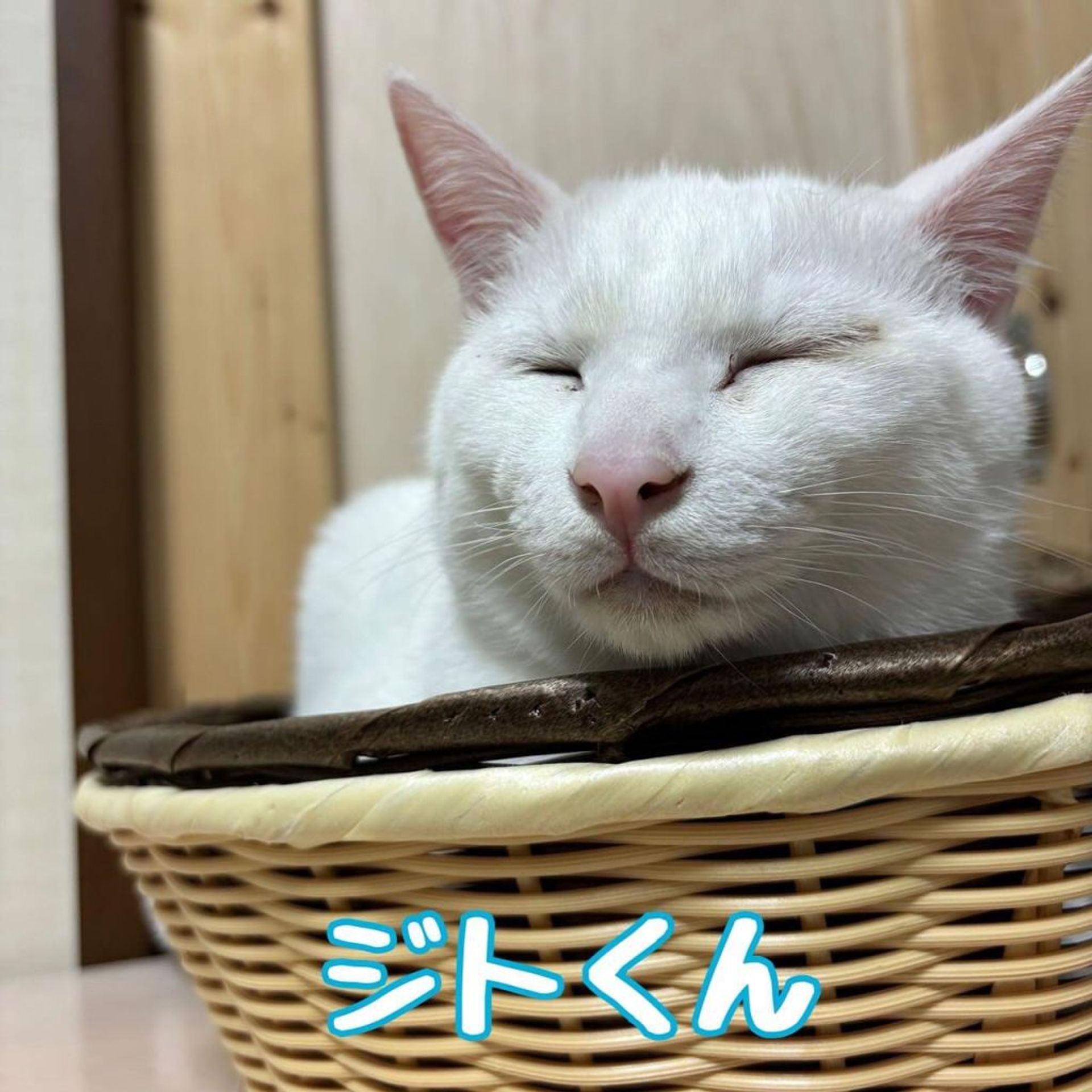 雑種（ミックス猫）・オスの里親募集の写真