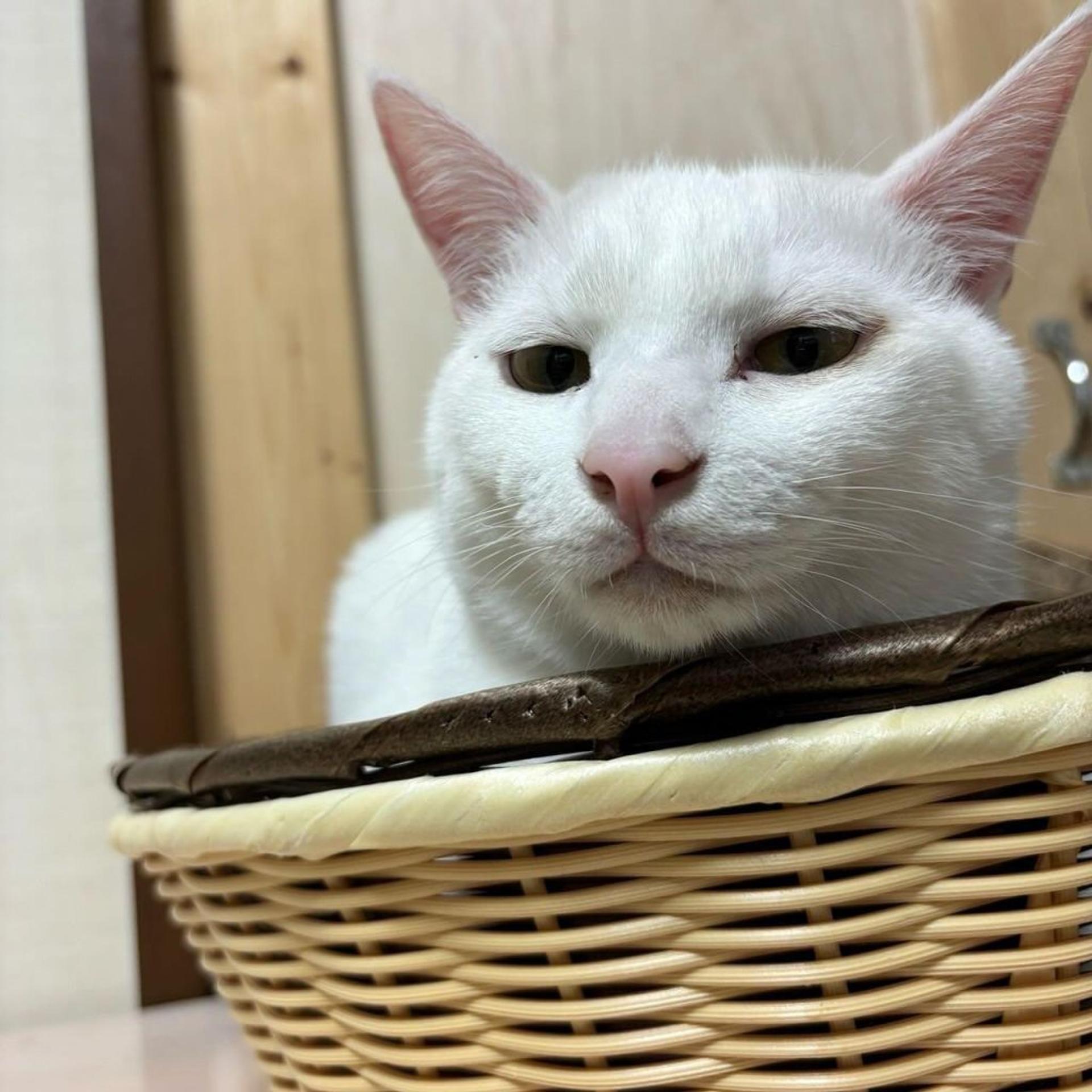 pet-image-3