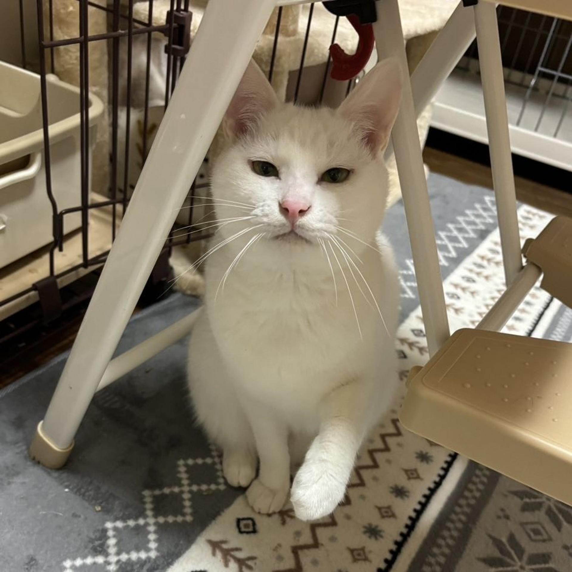 pet-image-7