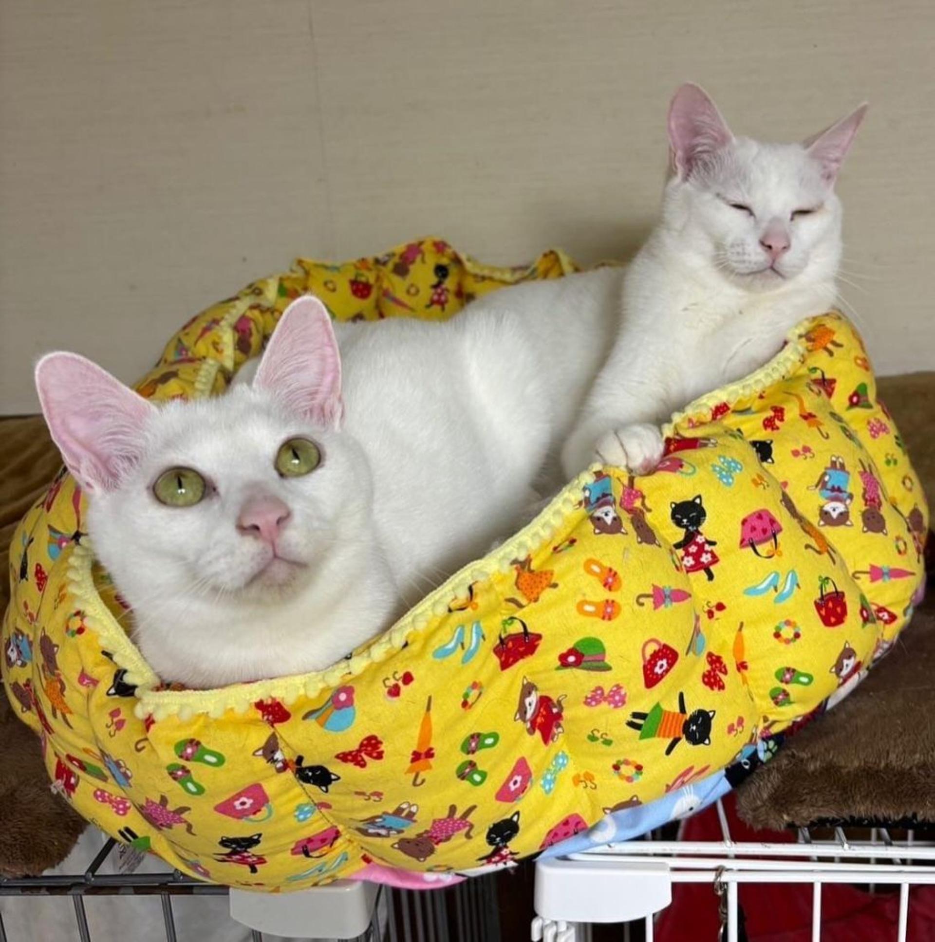 pet-image-9