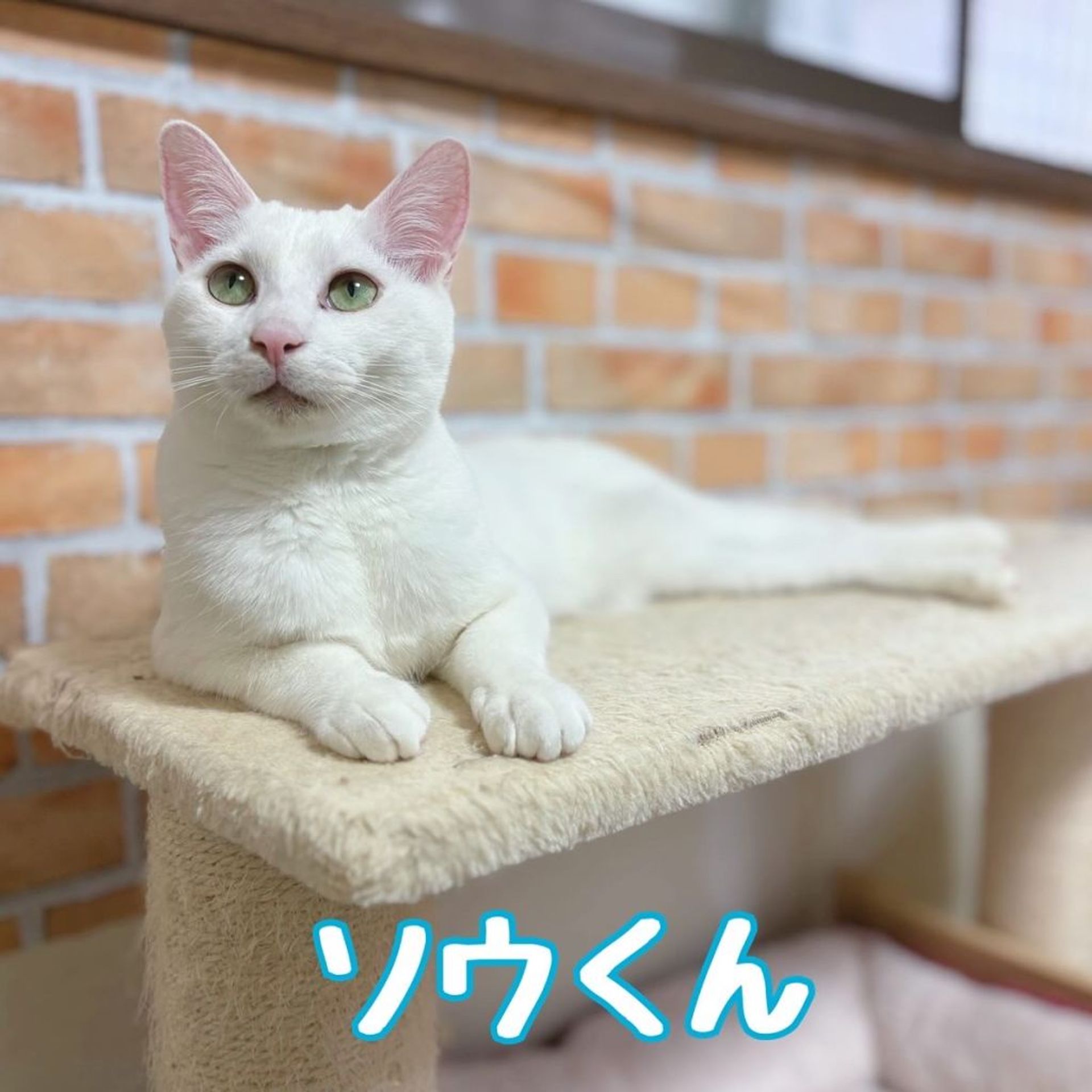 雑種（ミックス猫）・オスの里親募集の写真