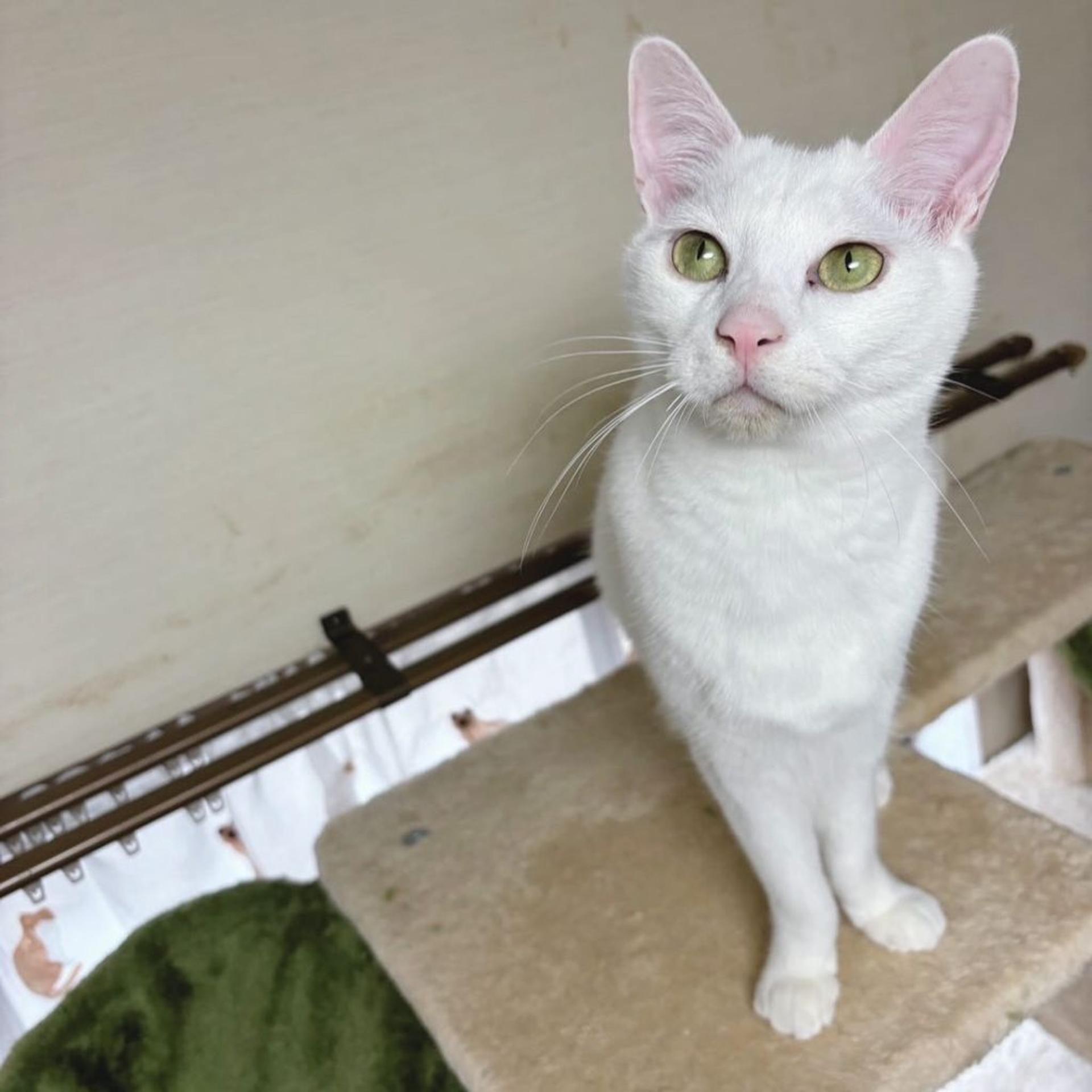 pet-image-2