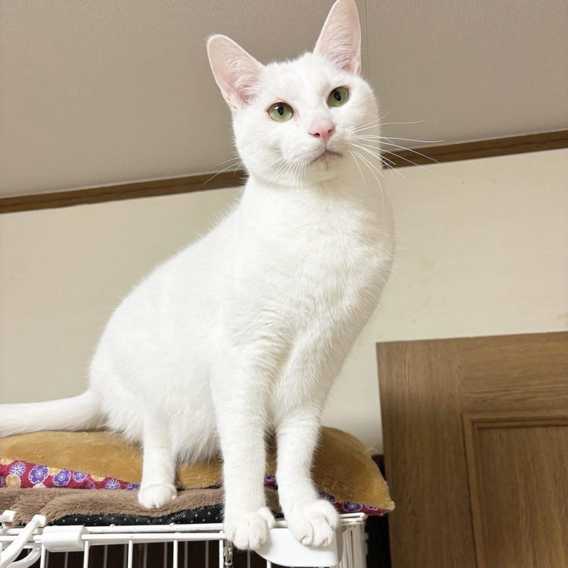 pet-image-3