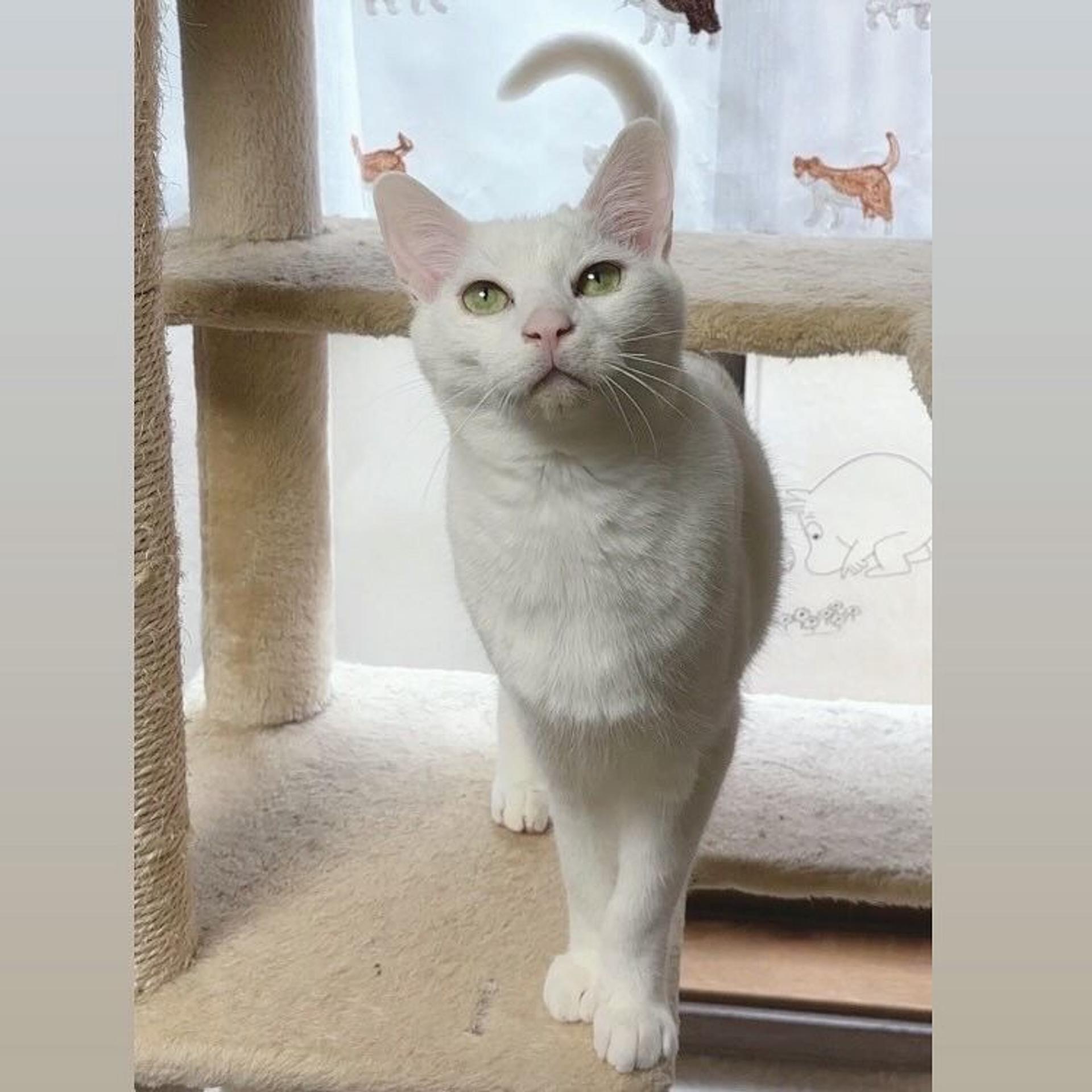 pet-image-5