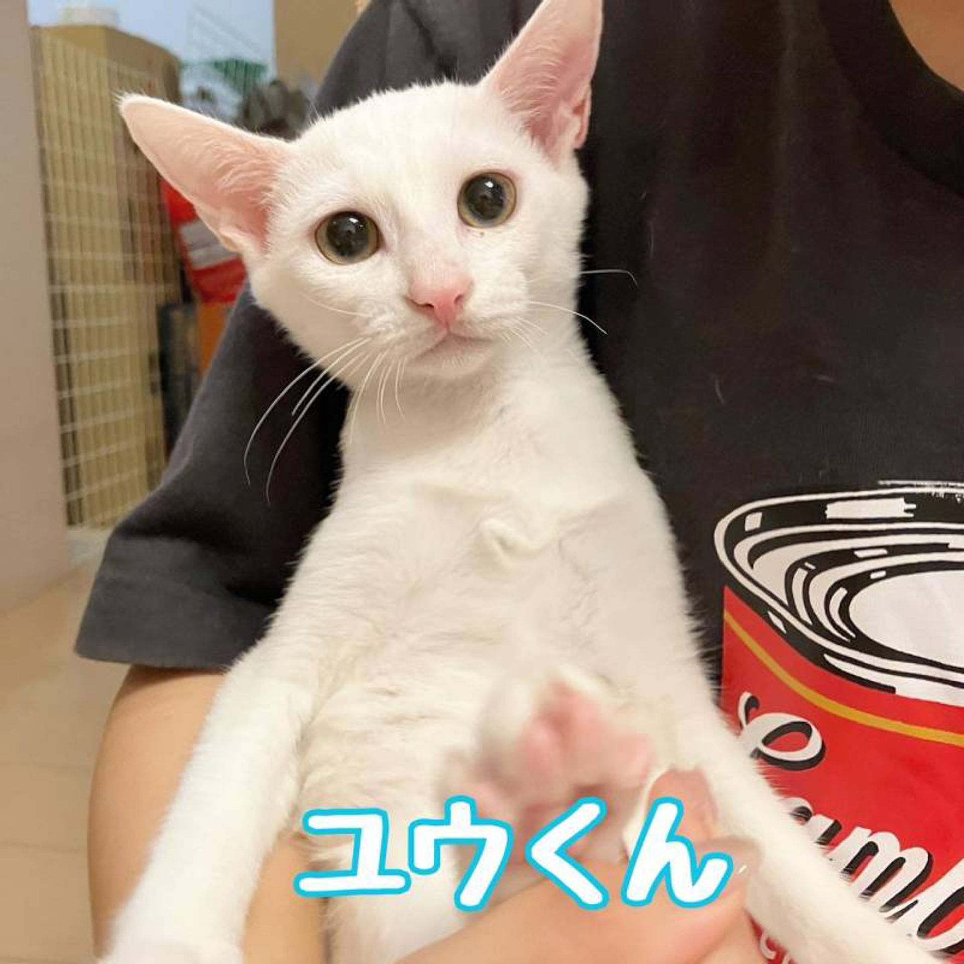 雑種（ミックス猫）・オスの里親募集の写真