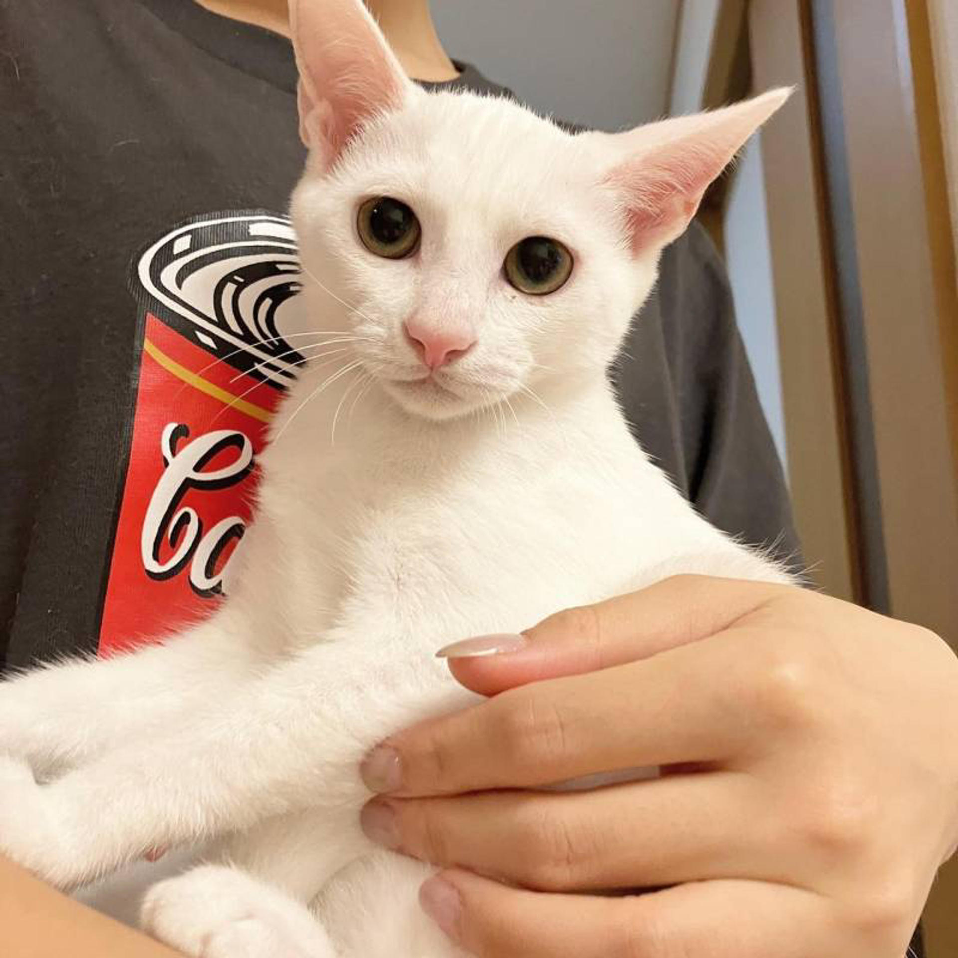 pet-image-2