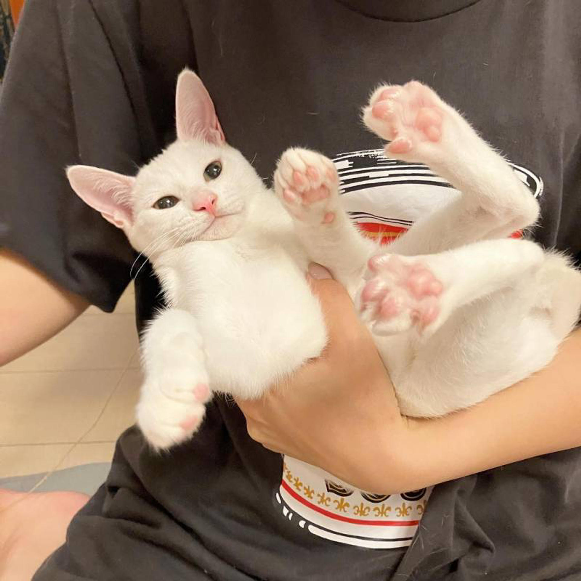 pet-image-4