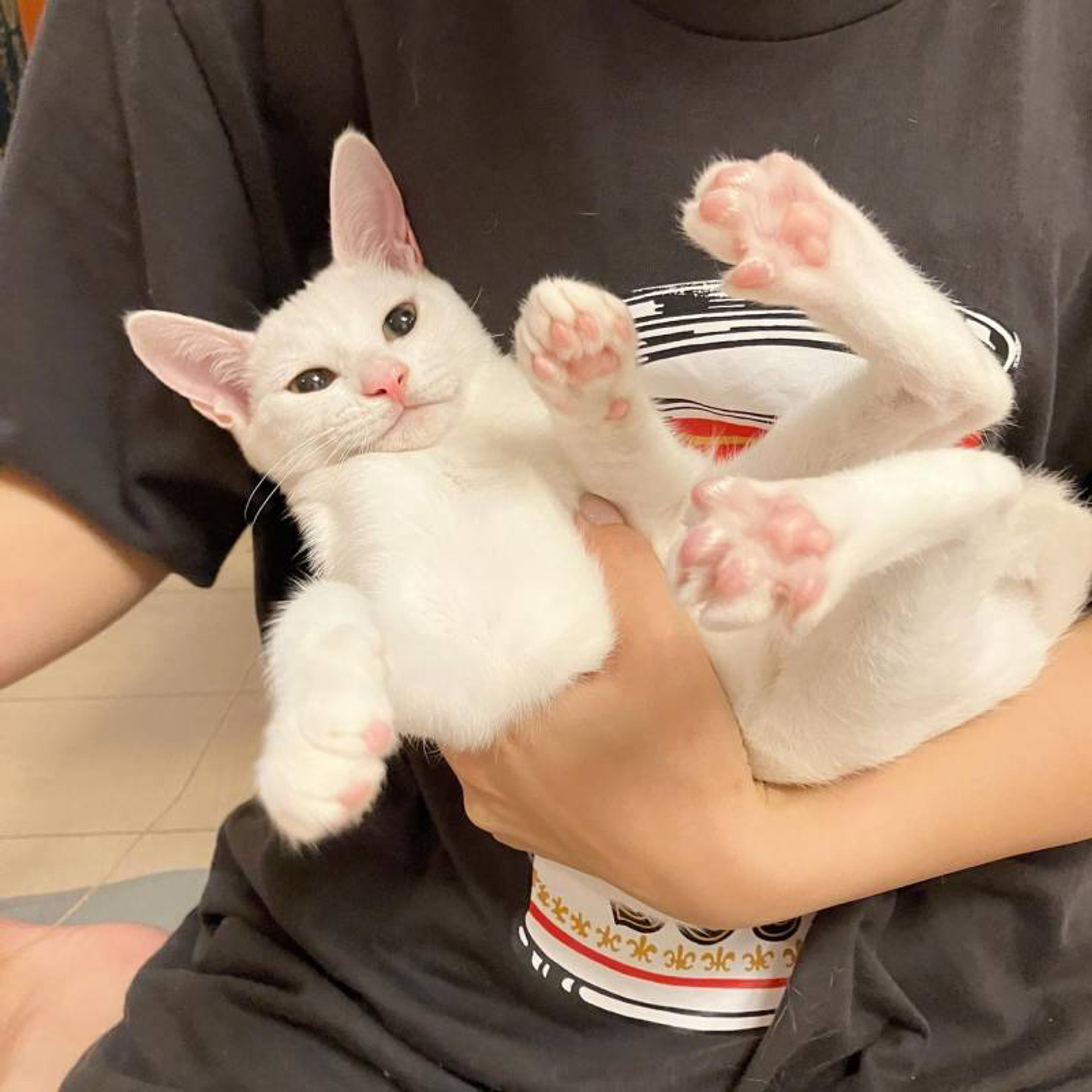 pet-image-4