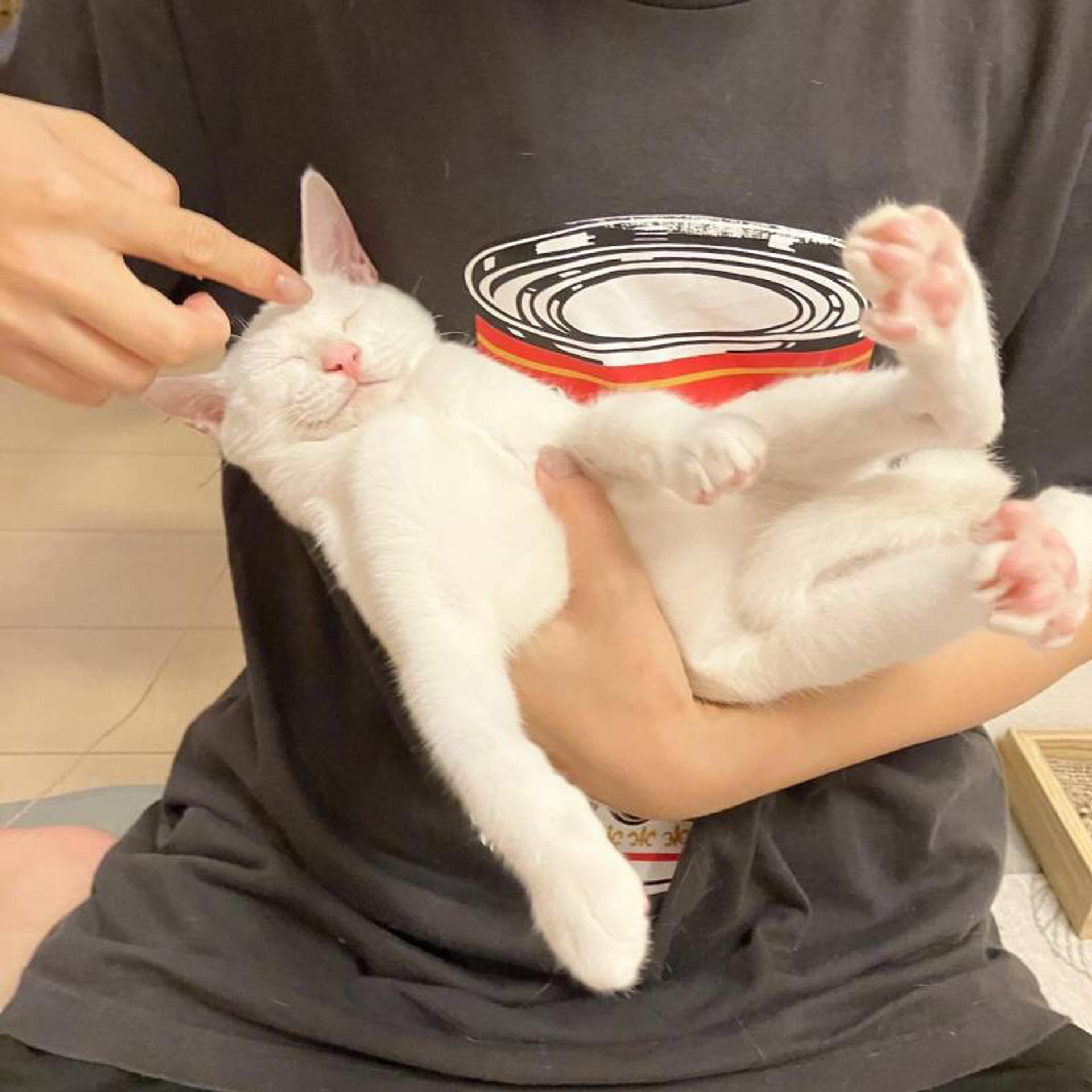 pet-image-5