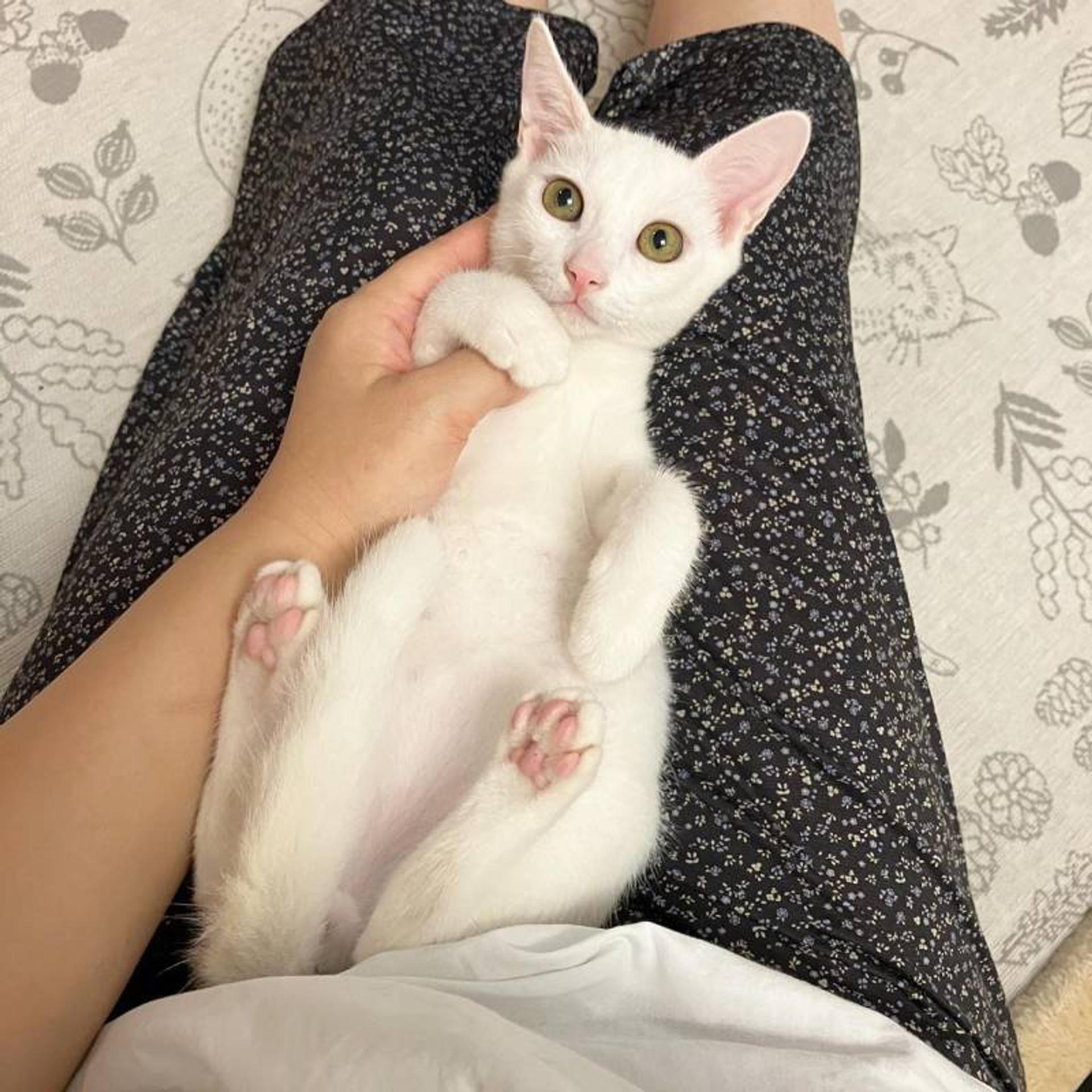 pet-image-6