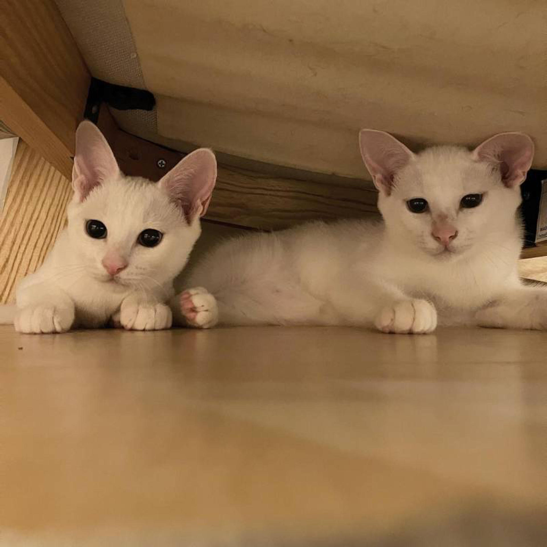 pet-image-7