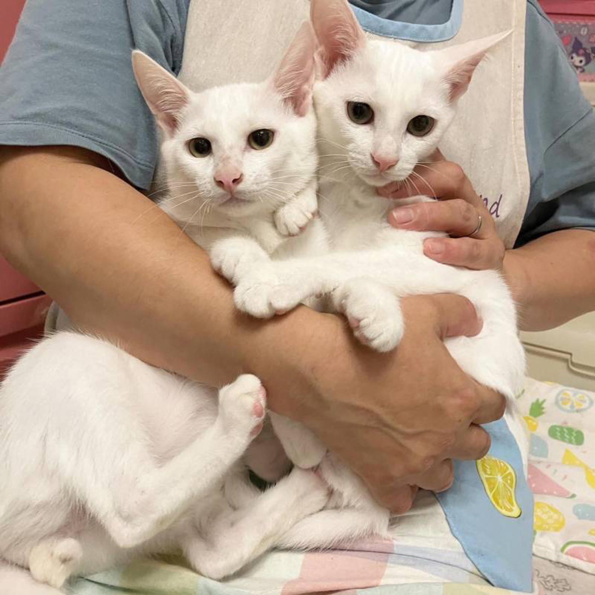 pet-image-8