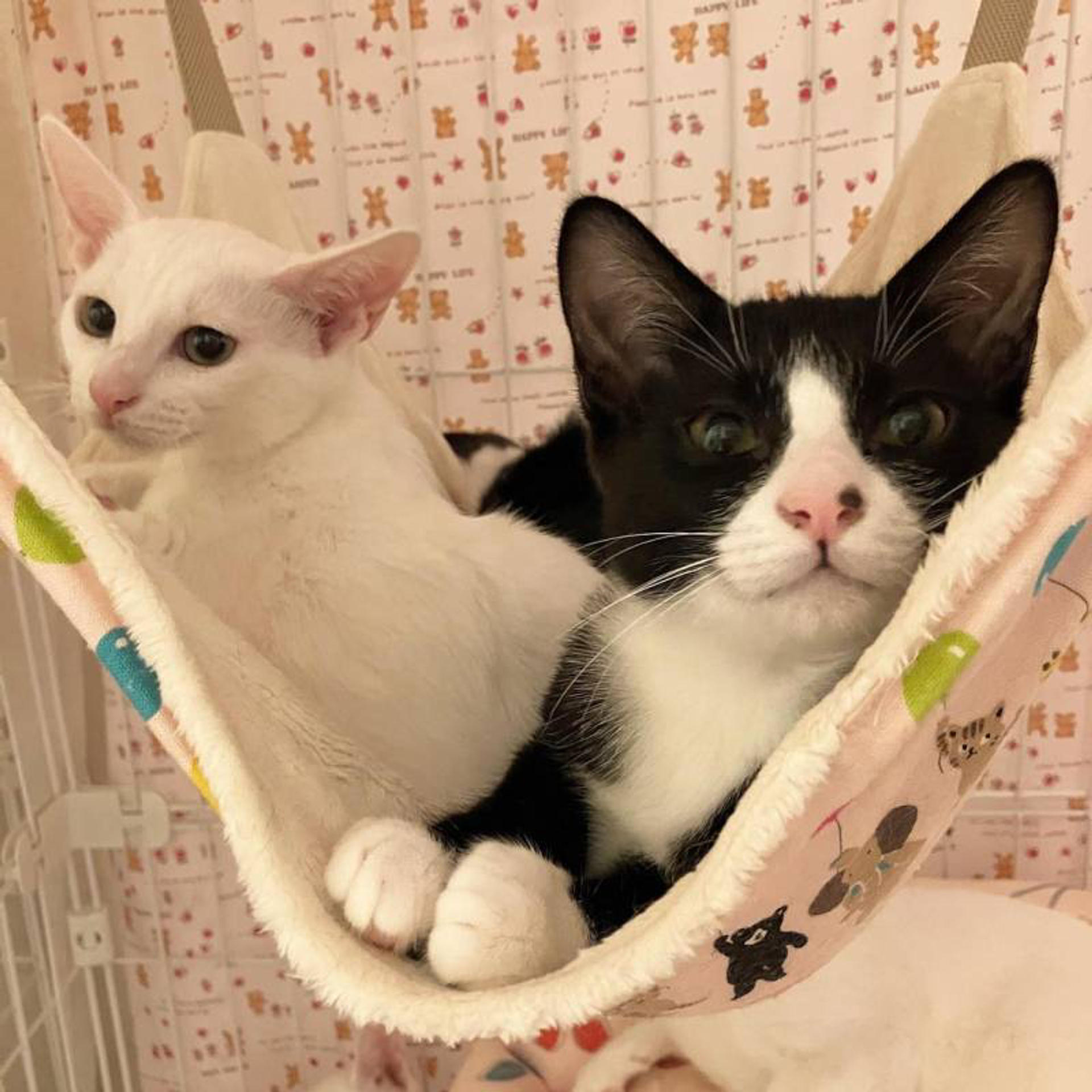 pet-image-9