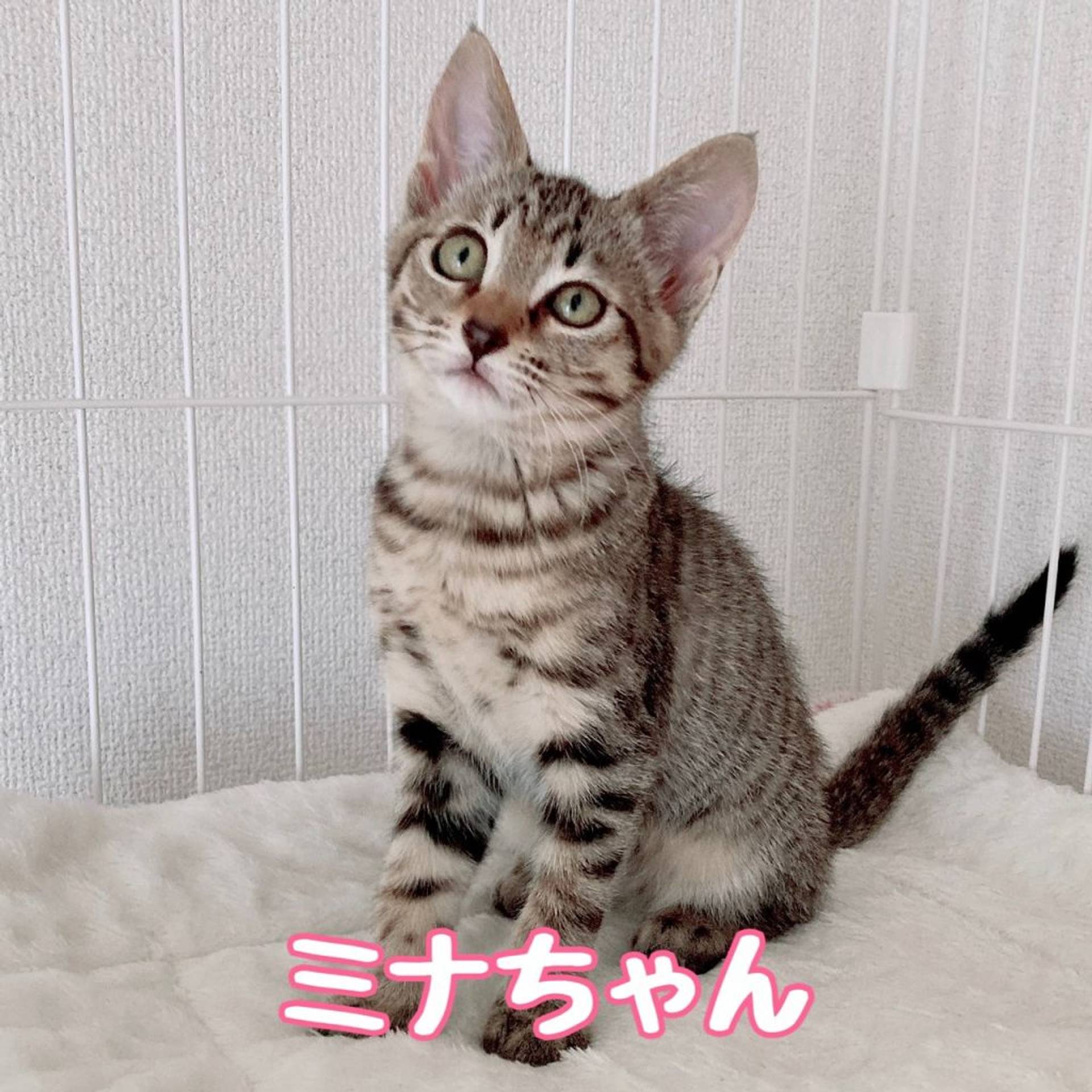 雑種（ミックス猫）・メスの里親募集の写真