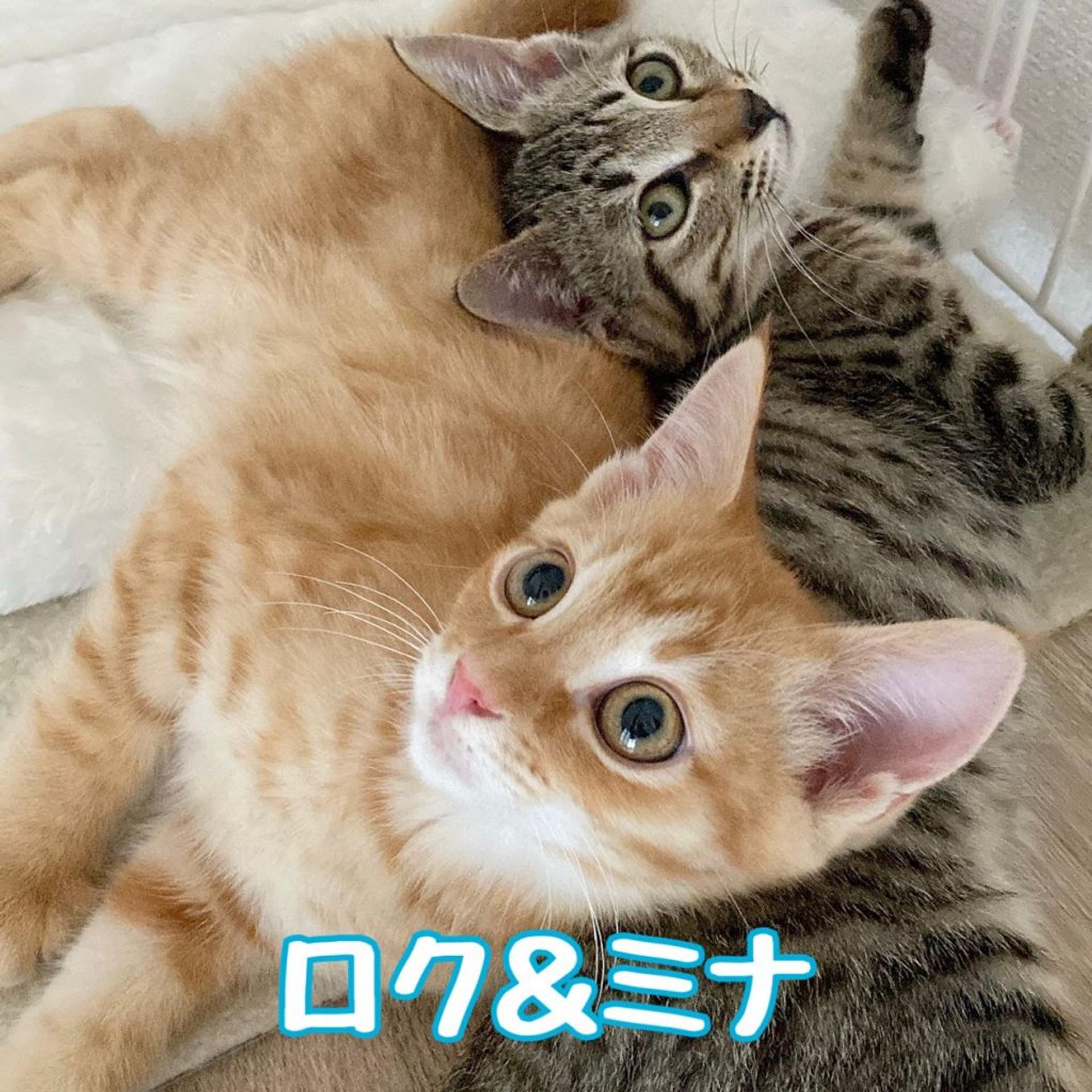 pet-image-4