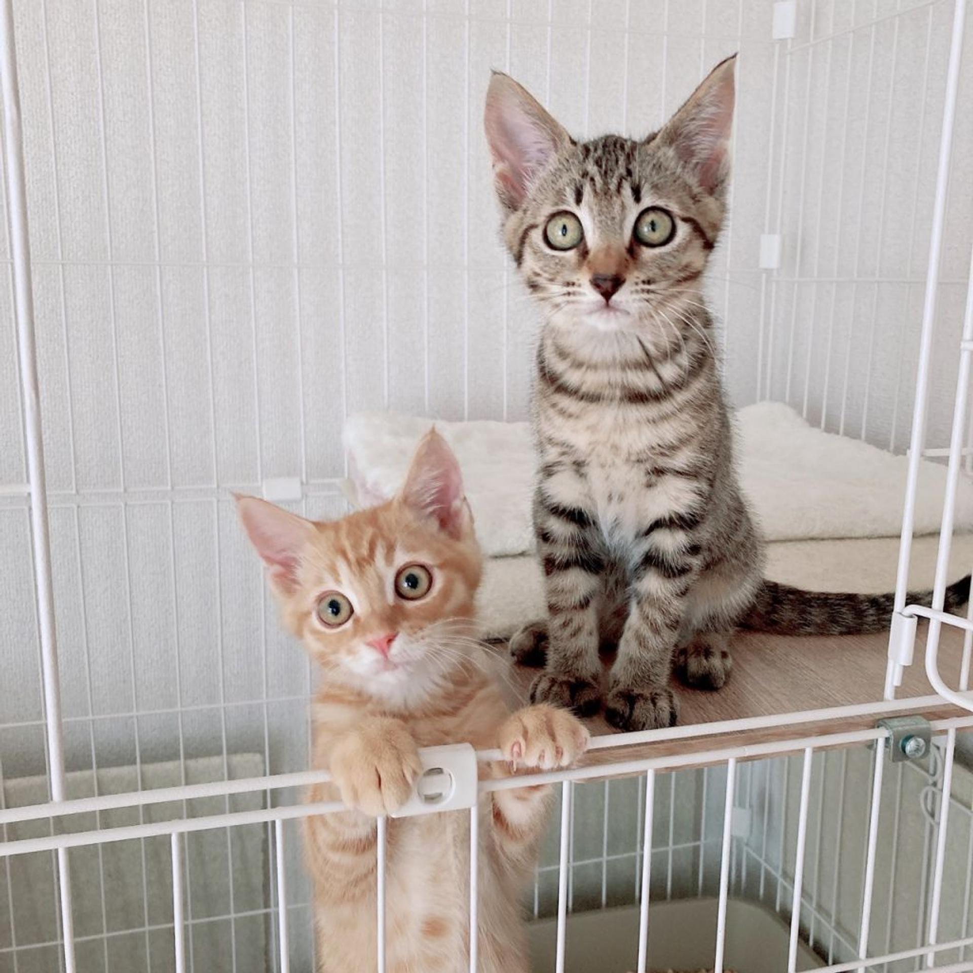 pet-image-7