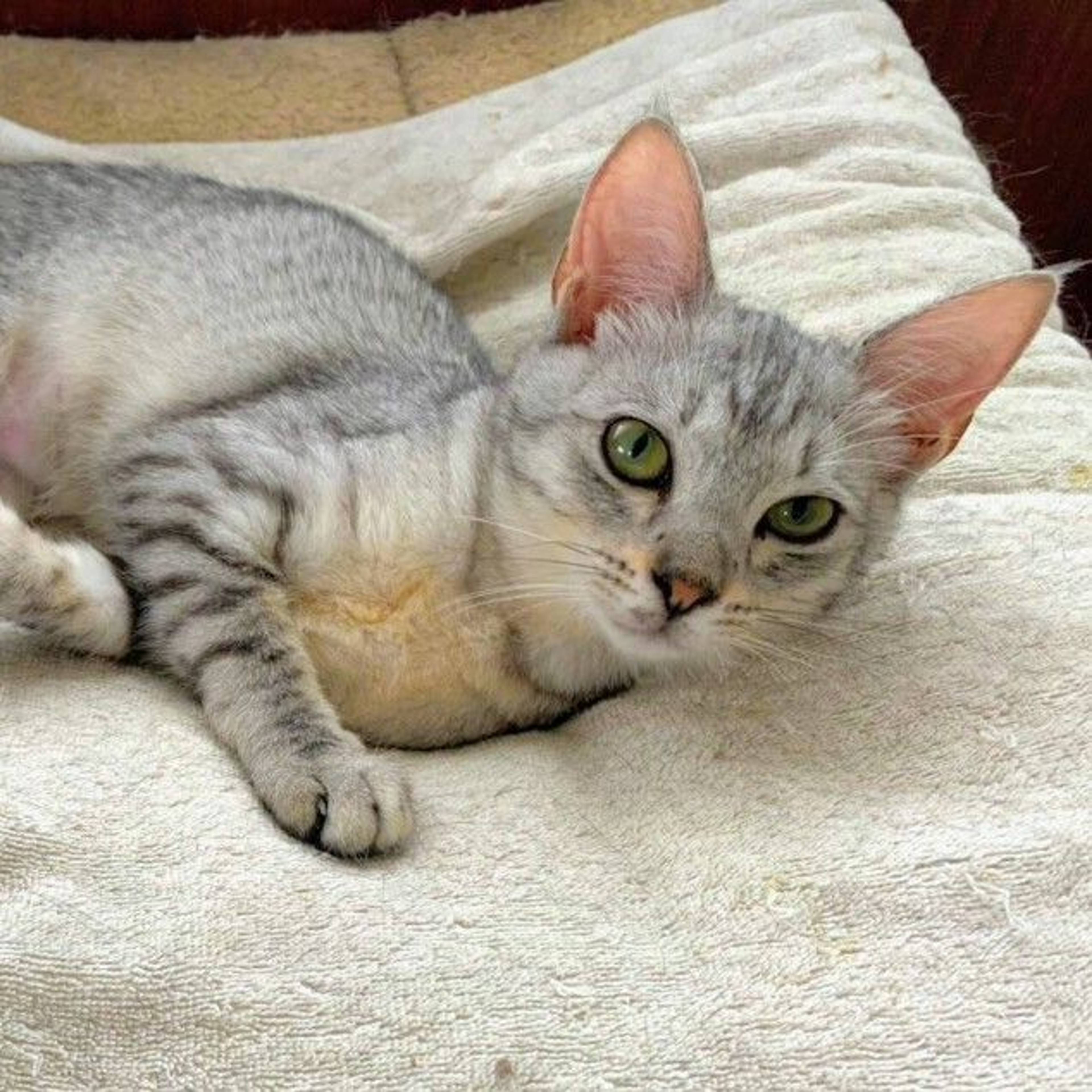 雑種（ミックス猫）・メスの里親募集の写真