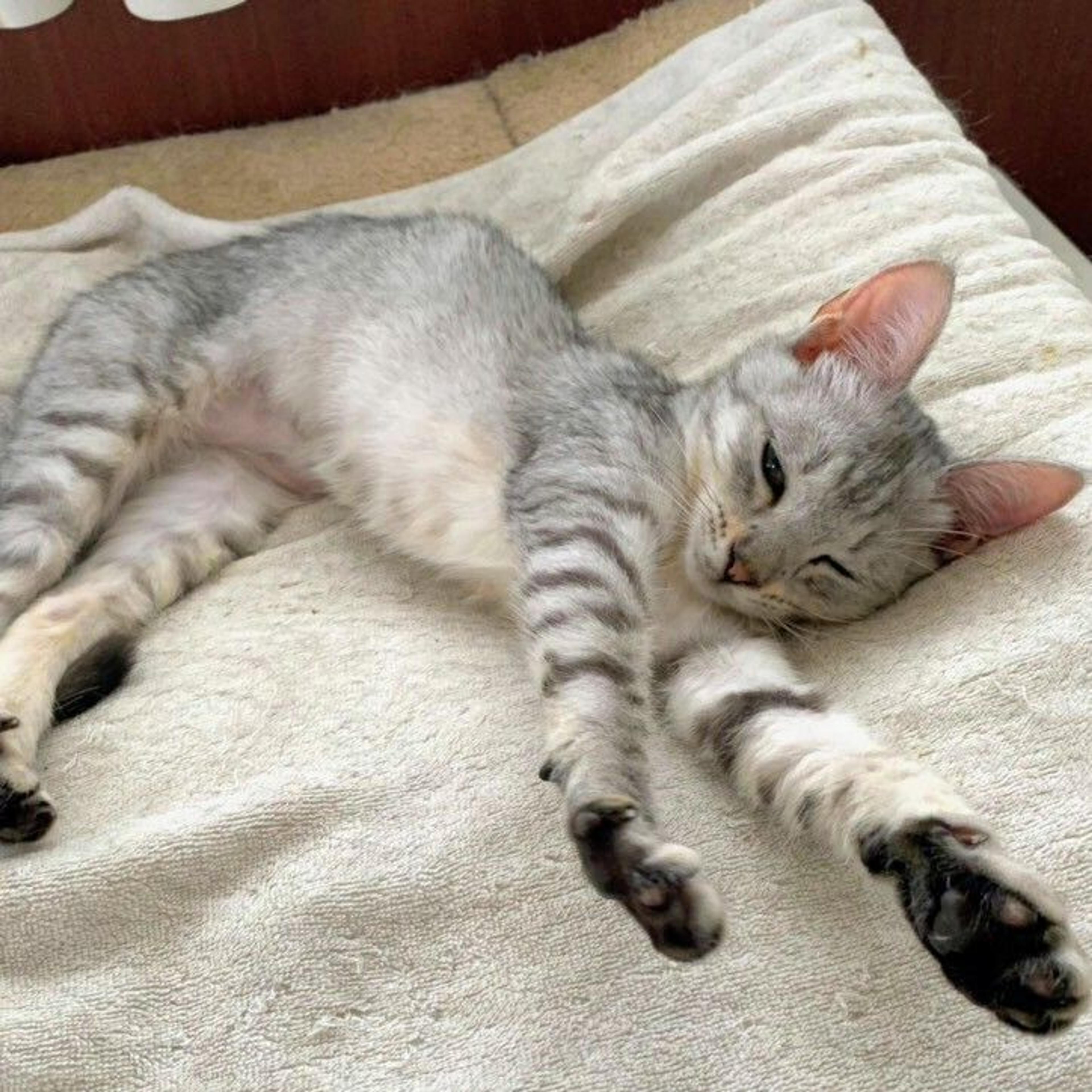 pet-image-2