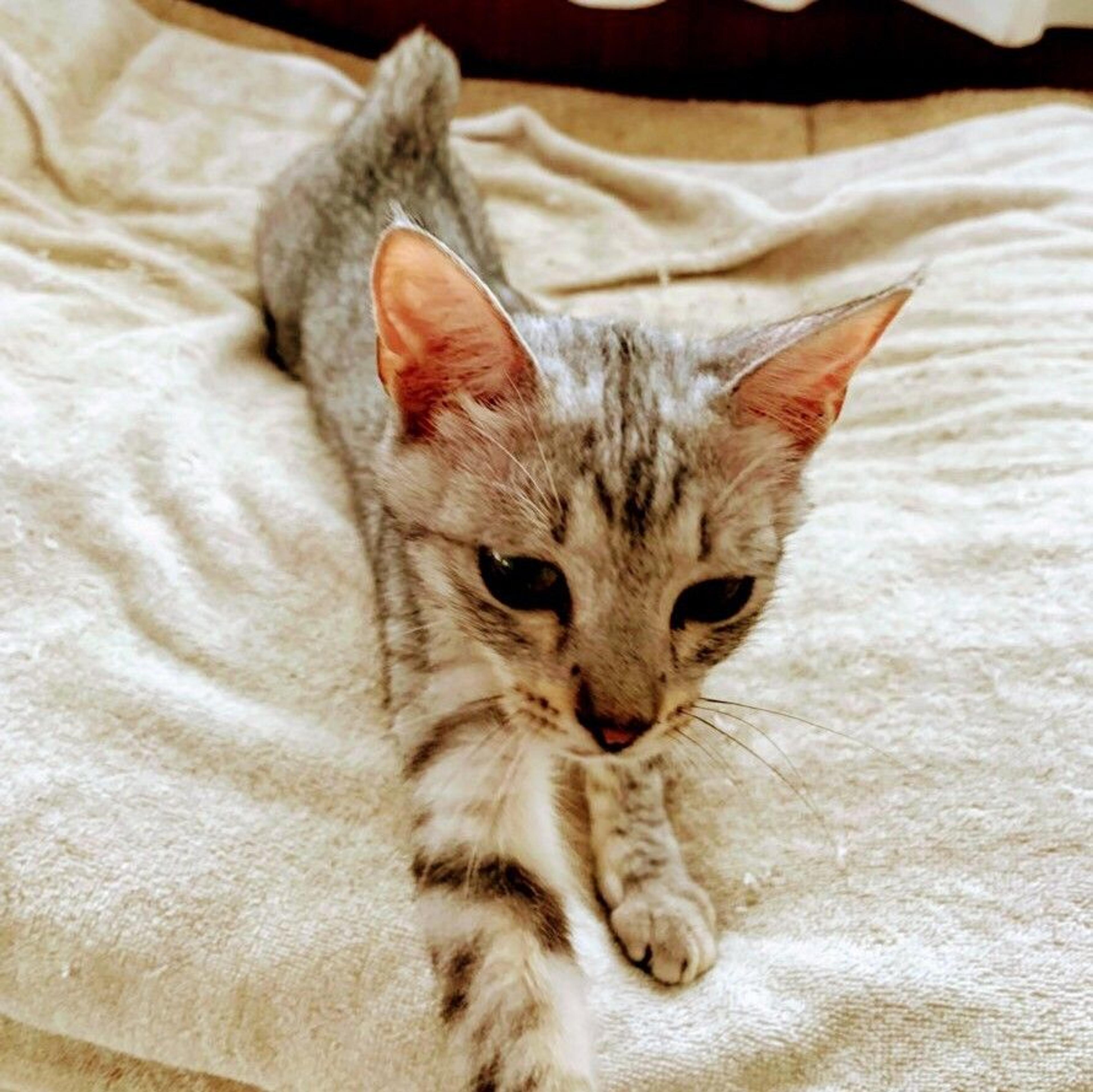 pet-image-3