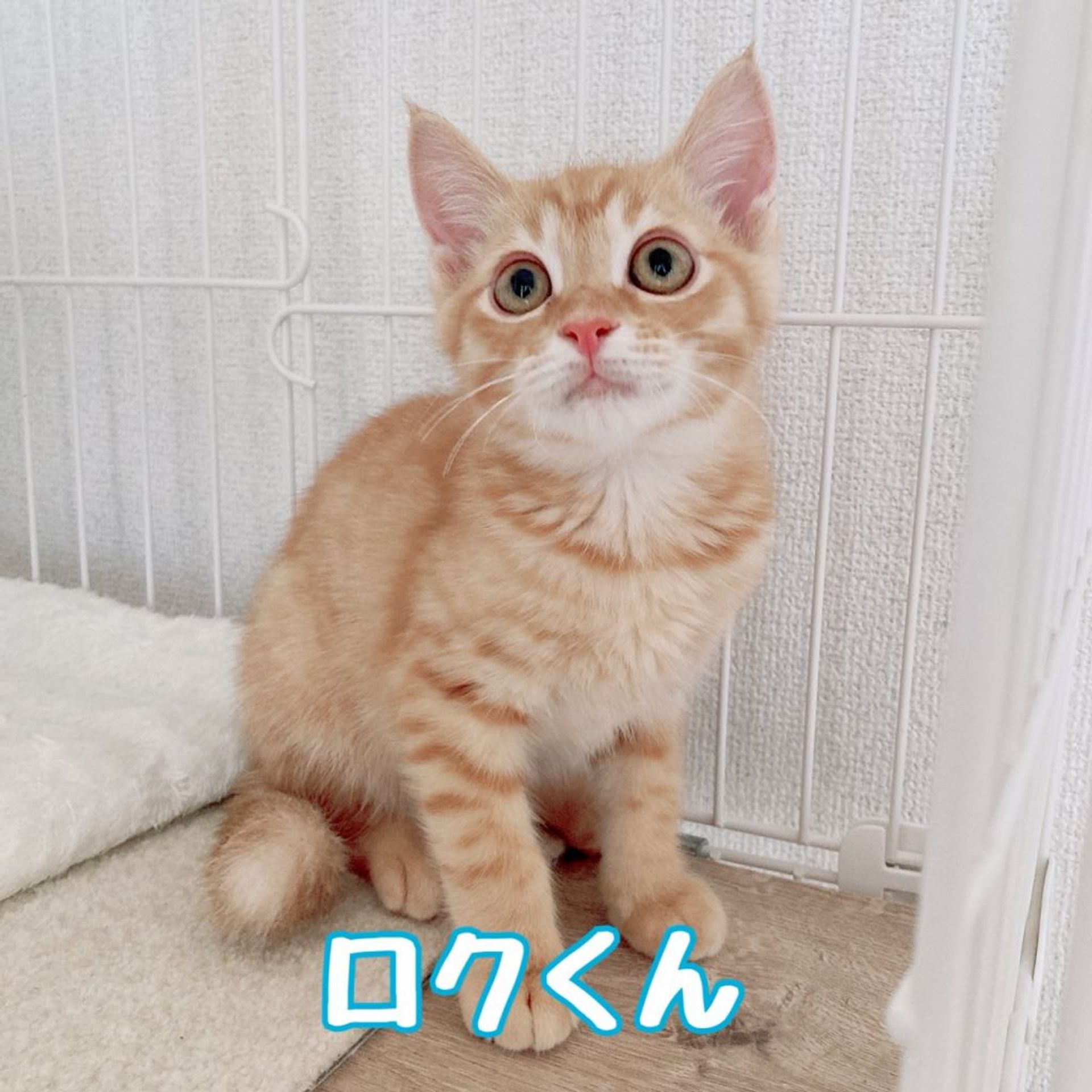 雑種（ミックス猫）・オスの里親募集の写真