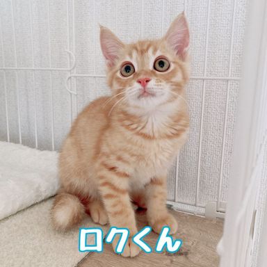 ロクの写真