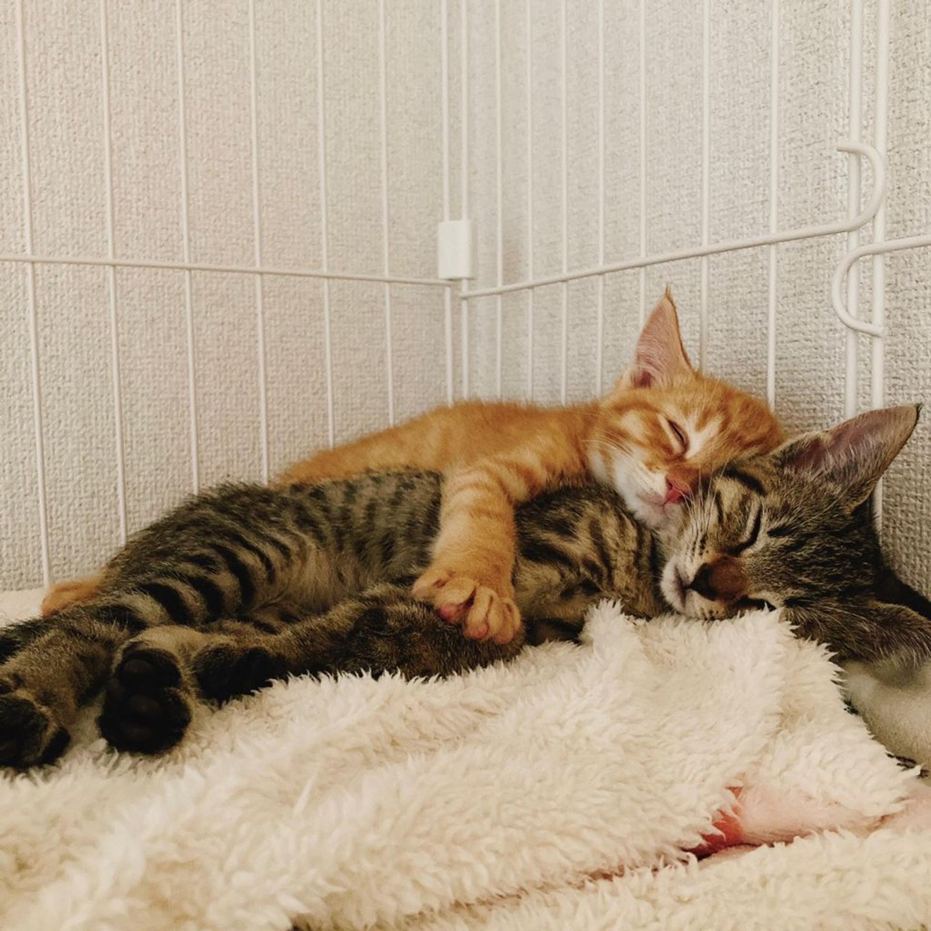 pet-image-7