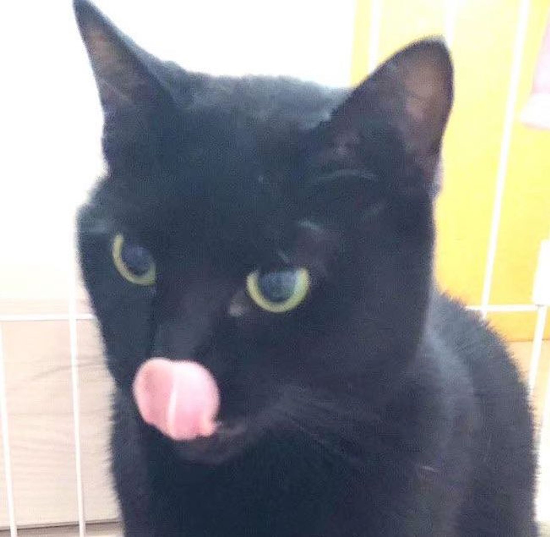 雑種（ミックス猫）・メスの里親募集の写真