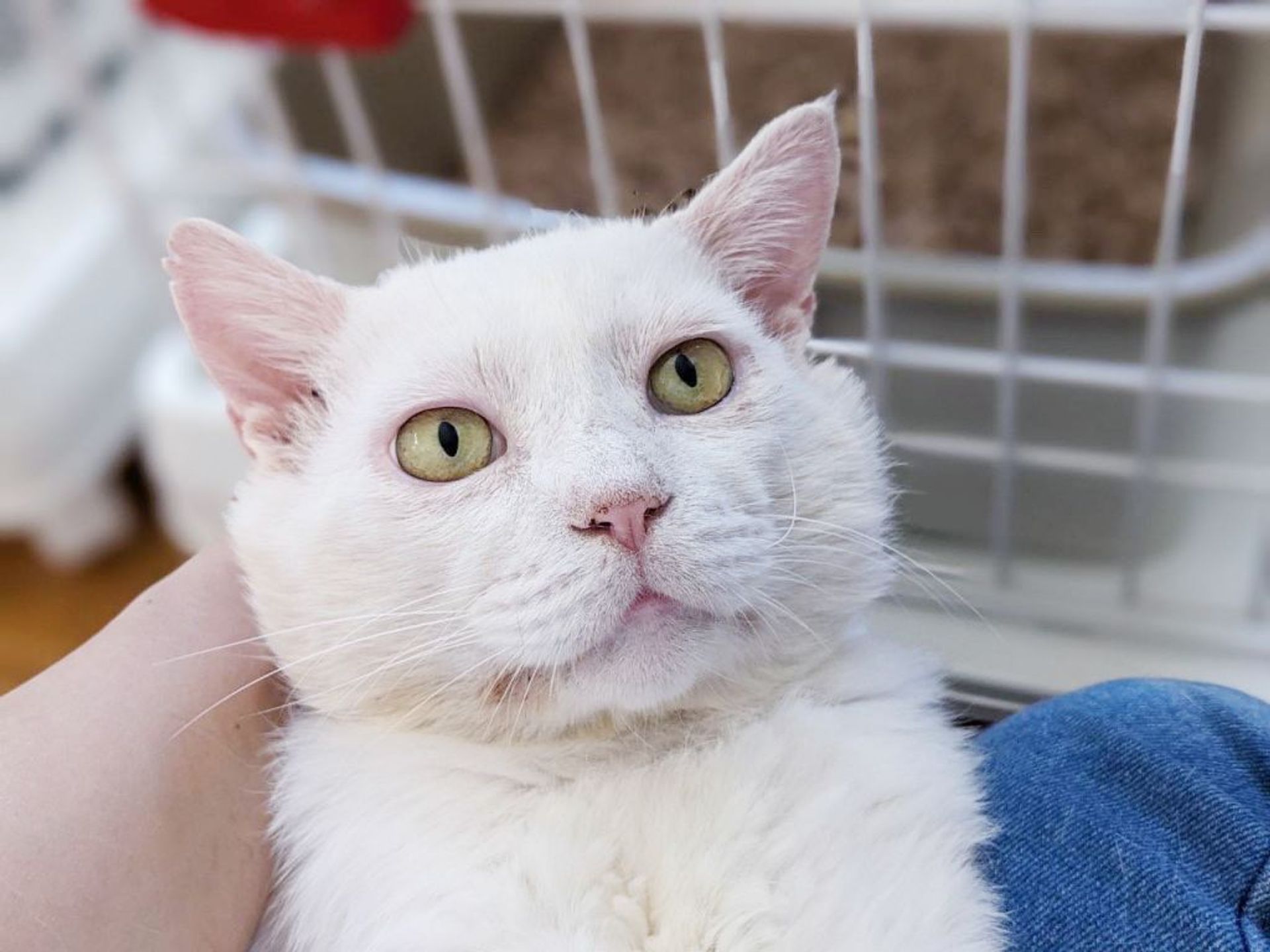 雑種（ミックス猫）・オスの里親募集の写真
