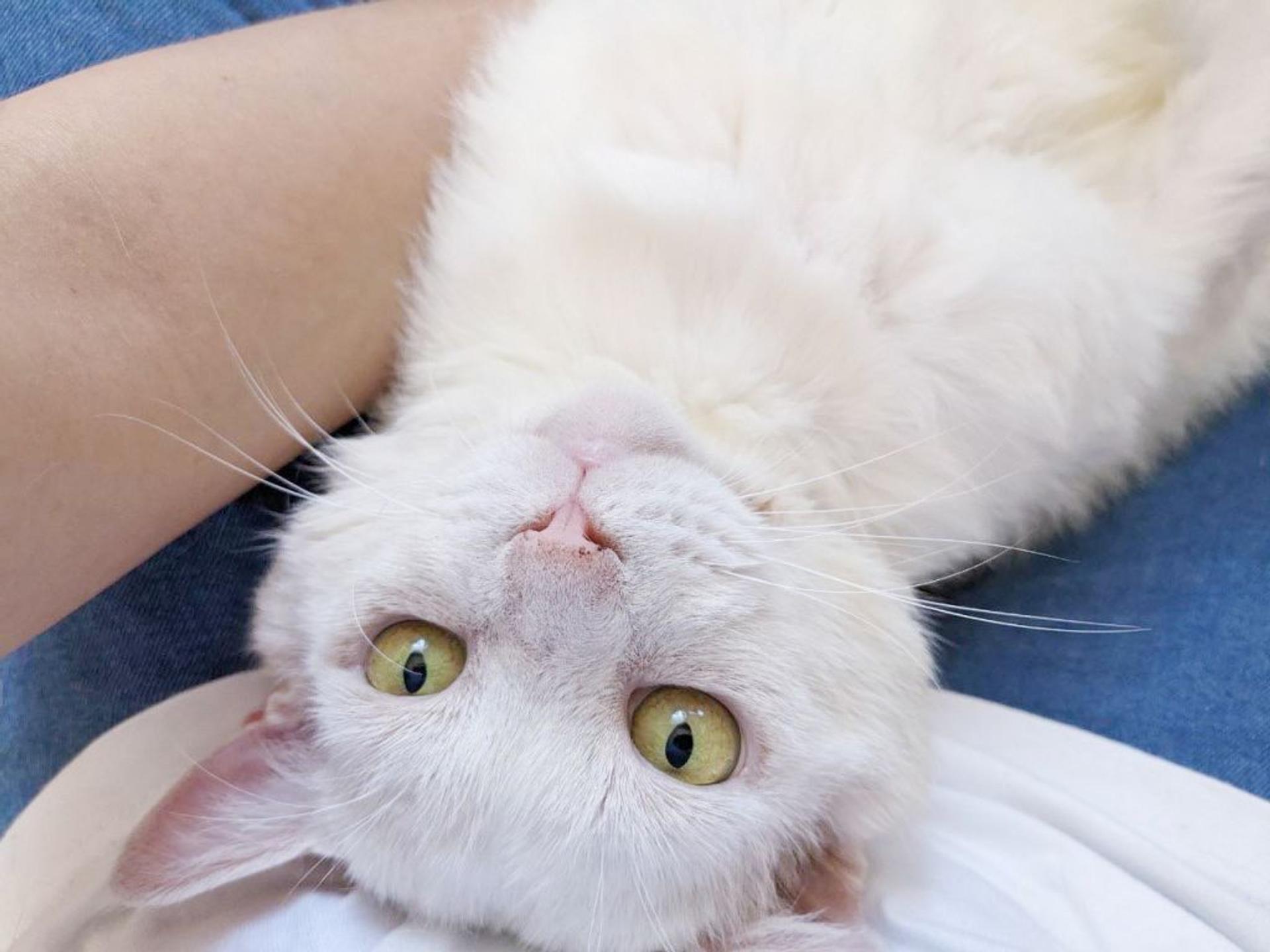 pet-image-3